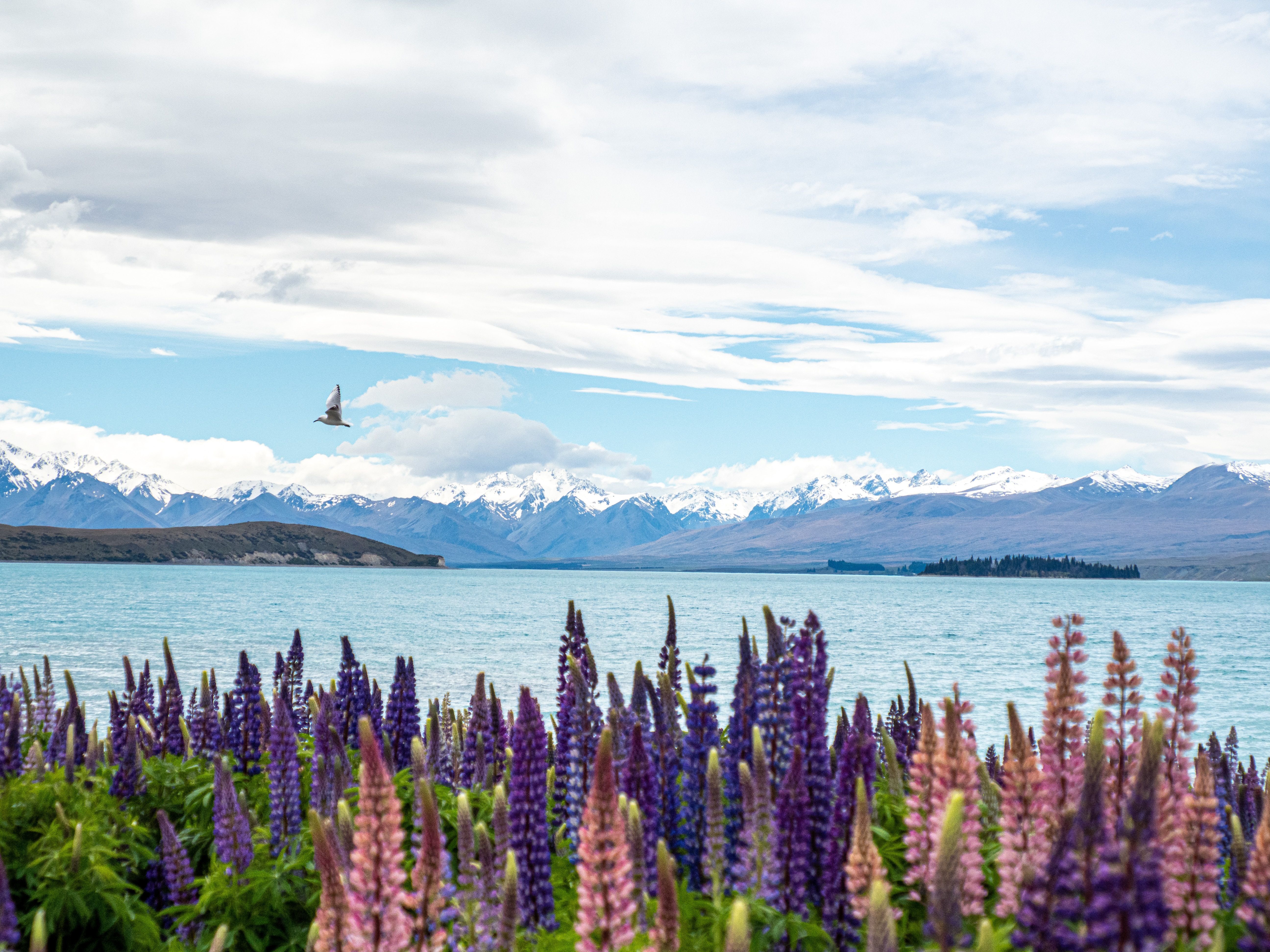 Flowers in front of Lake Tekapo in New Zealand with a backdrop of snow-capped mountains