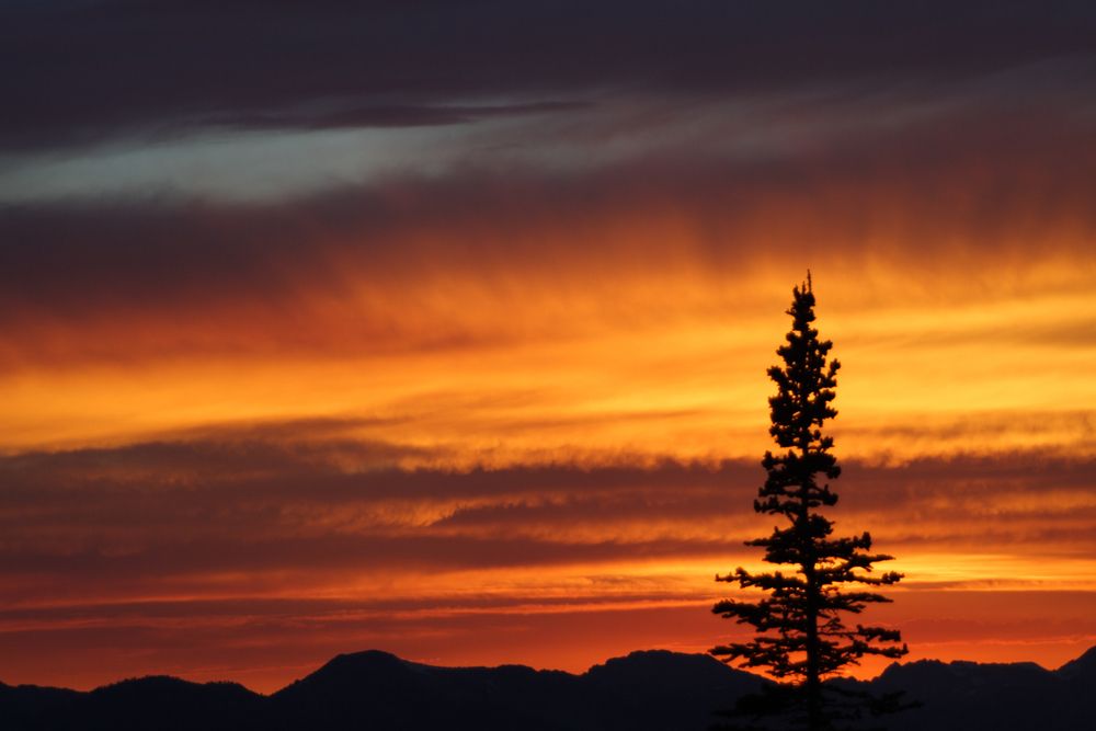 Noble fir silhouetted by a brilliant, fiery sunset