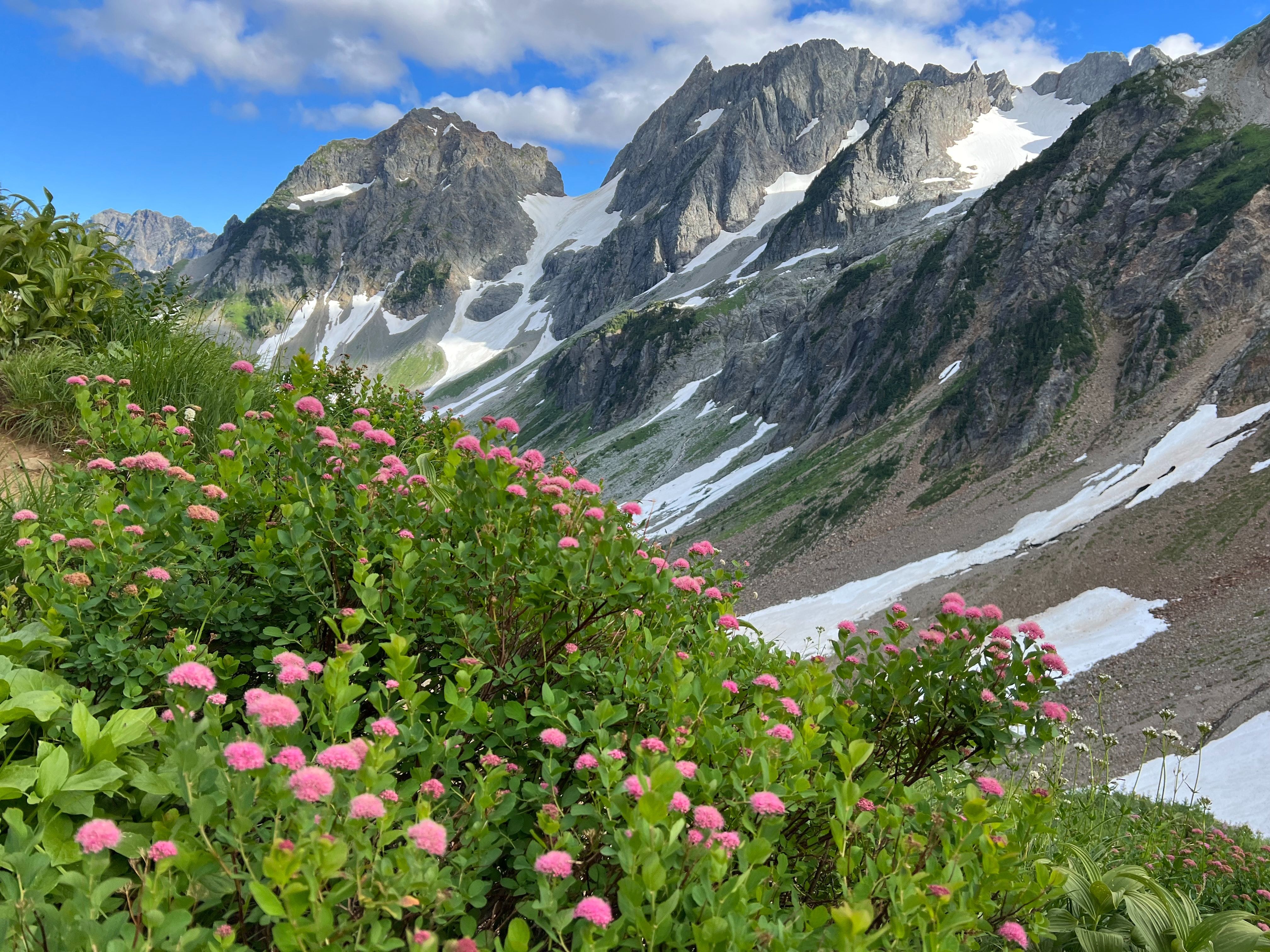 Pink flowers, green grass, and snow mountains 