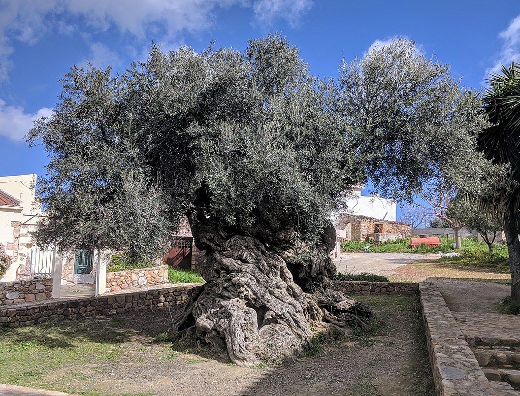 Europe's Oldest Olive Tree at Vouves, Crete, Greece