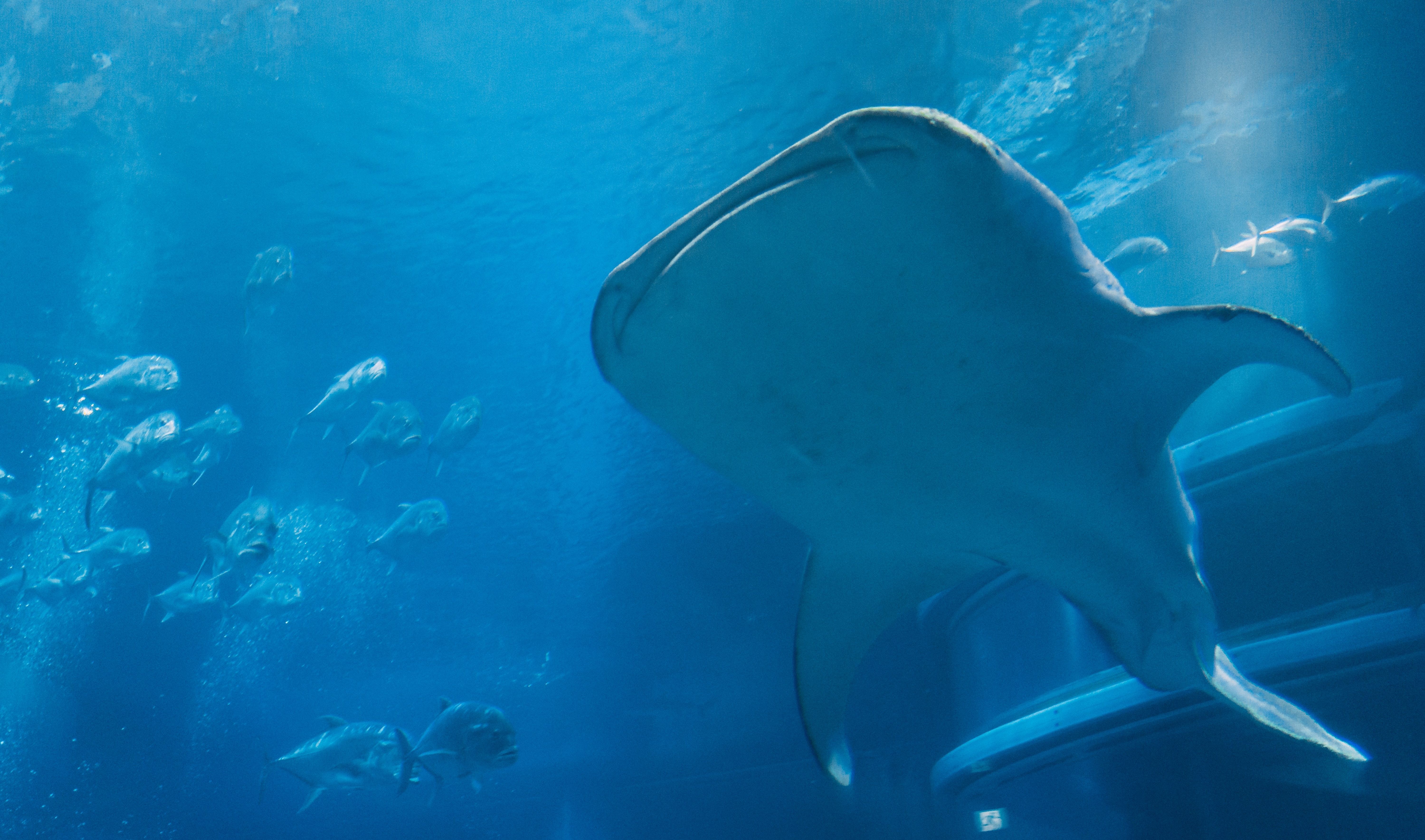 Shark in the Osaka Aquarium