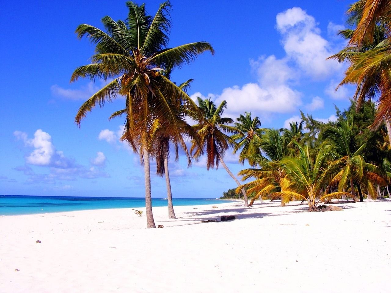 White sand beach with imposing palms