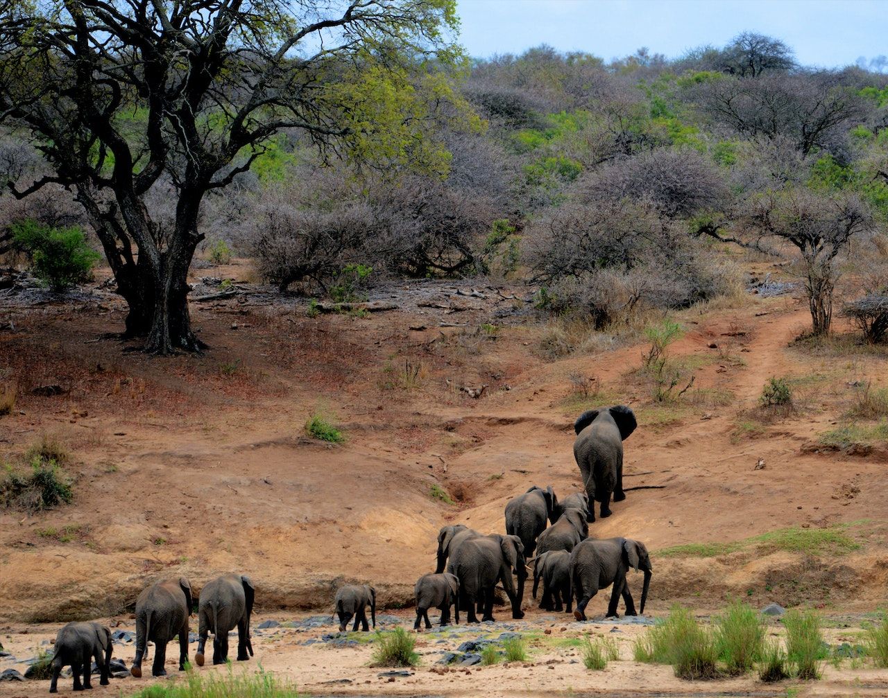 Elephants on brown mountain in Cameroon