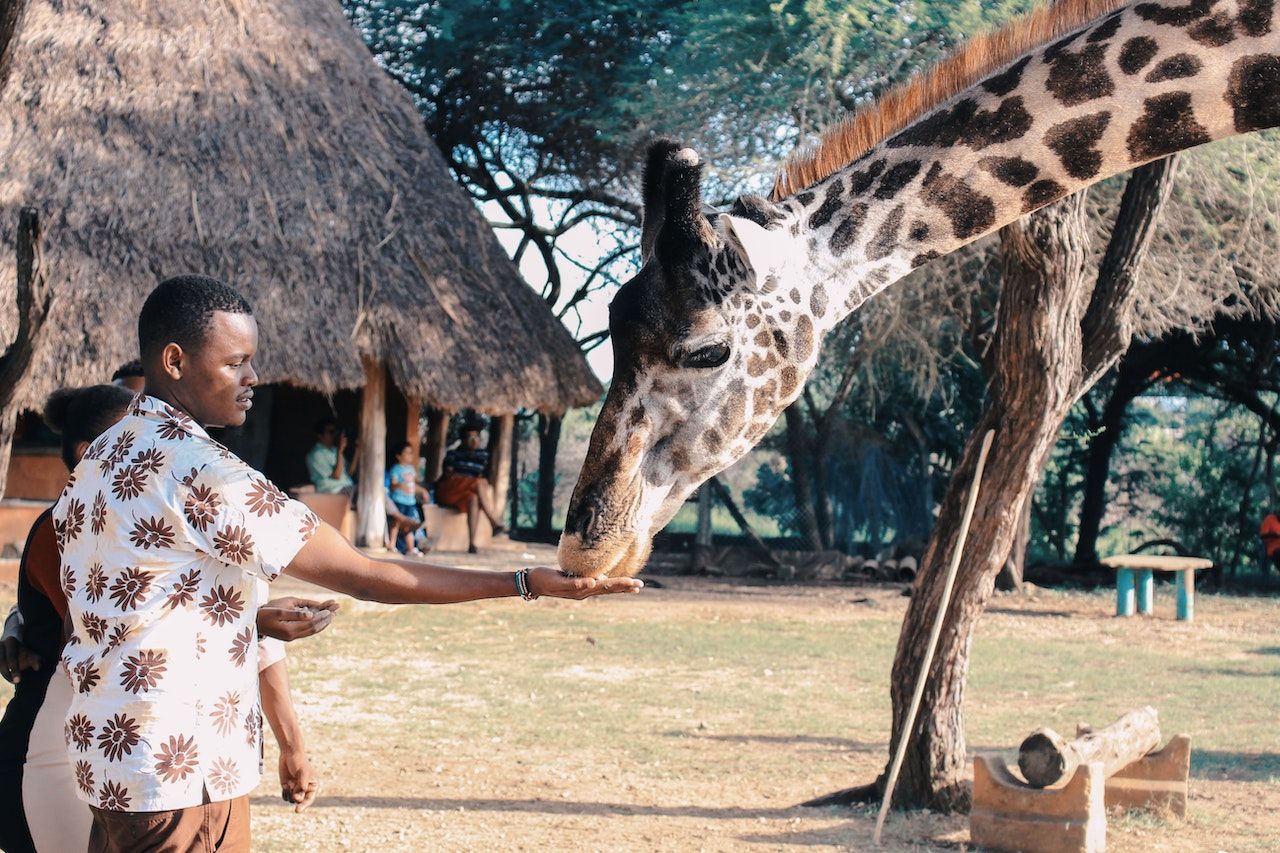 Person feeding a giraffe