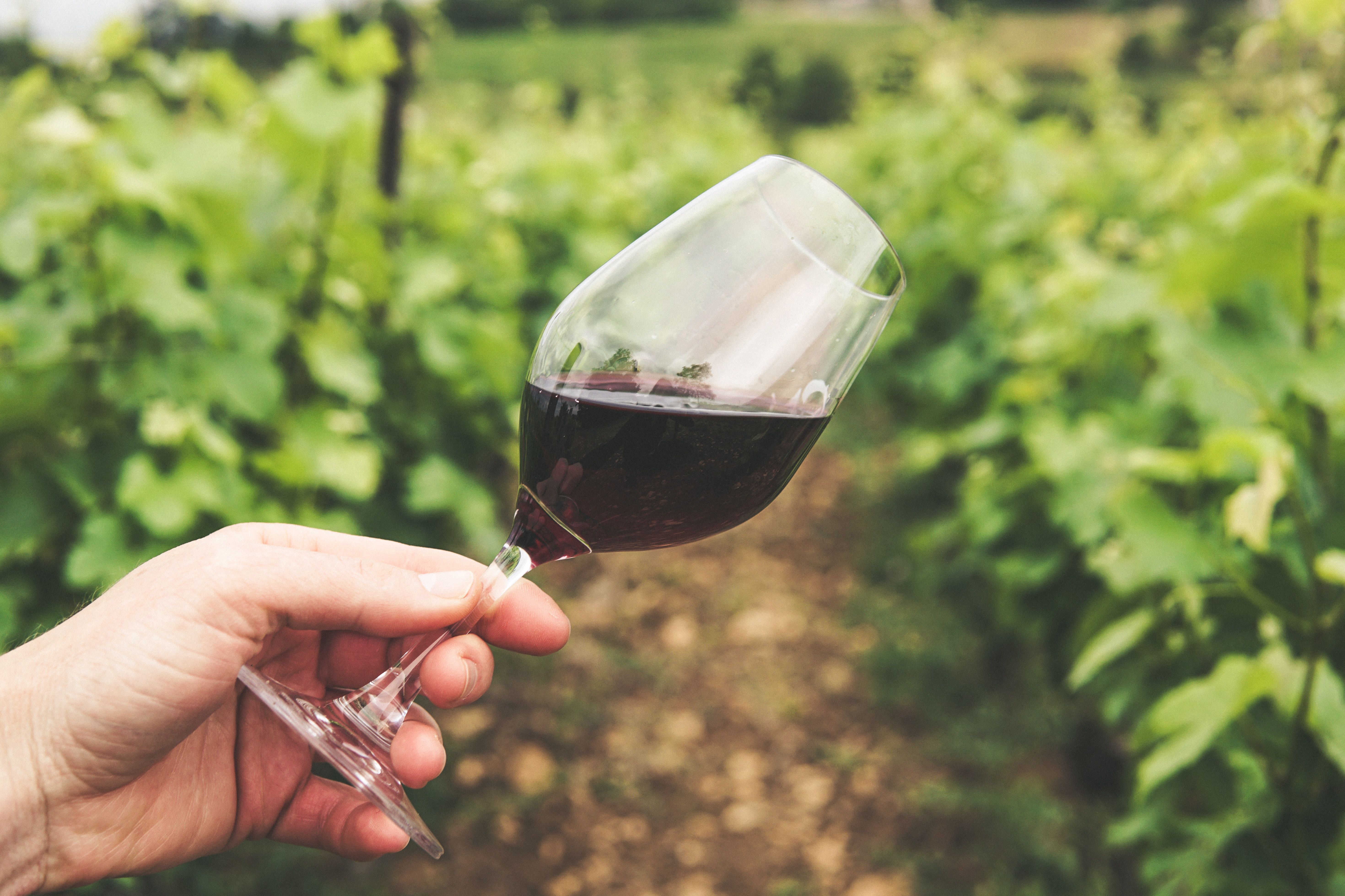 glass of wine vineyard