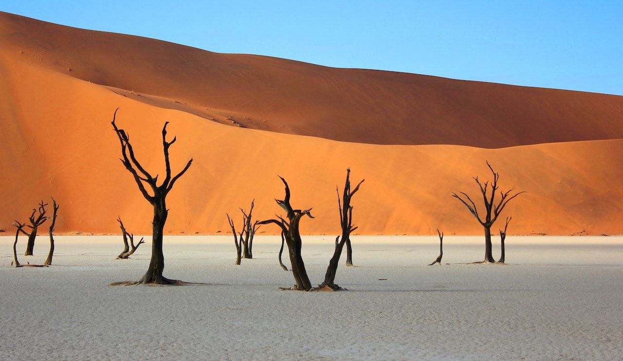 Dead trees and sand dunes in Deadvley, Namibia 