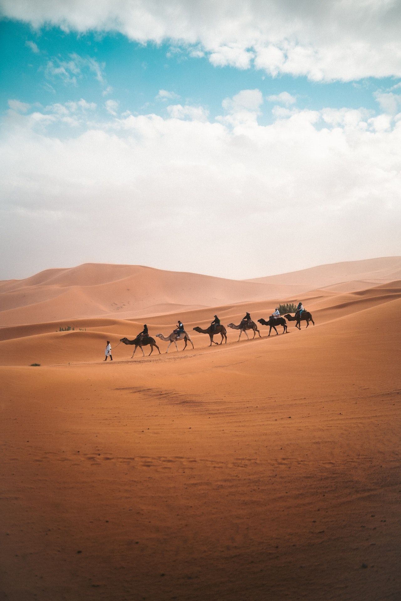 Camels in beautiful desert, Africa