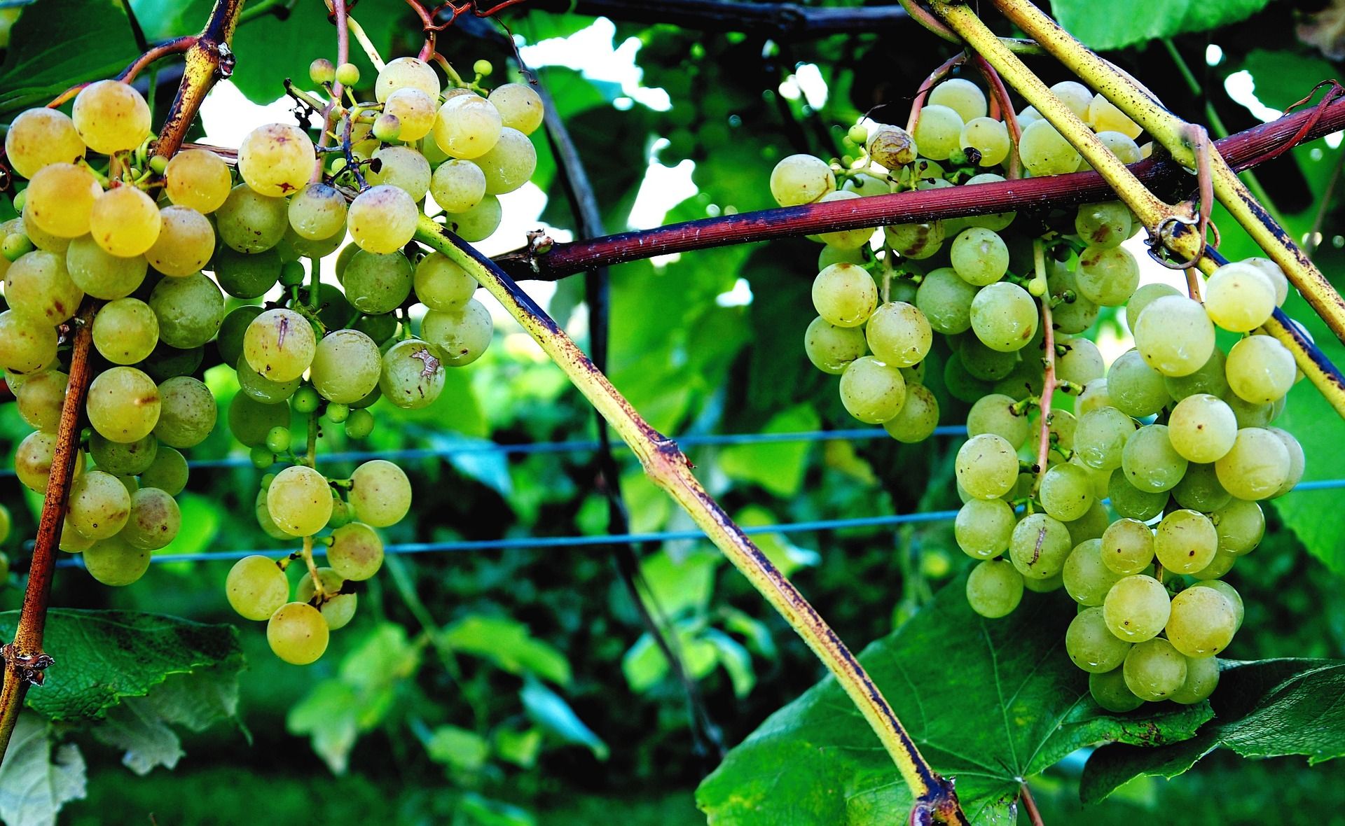 green grapes vineyard