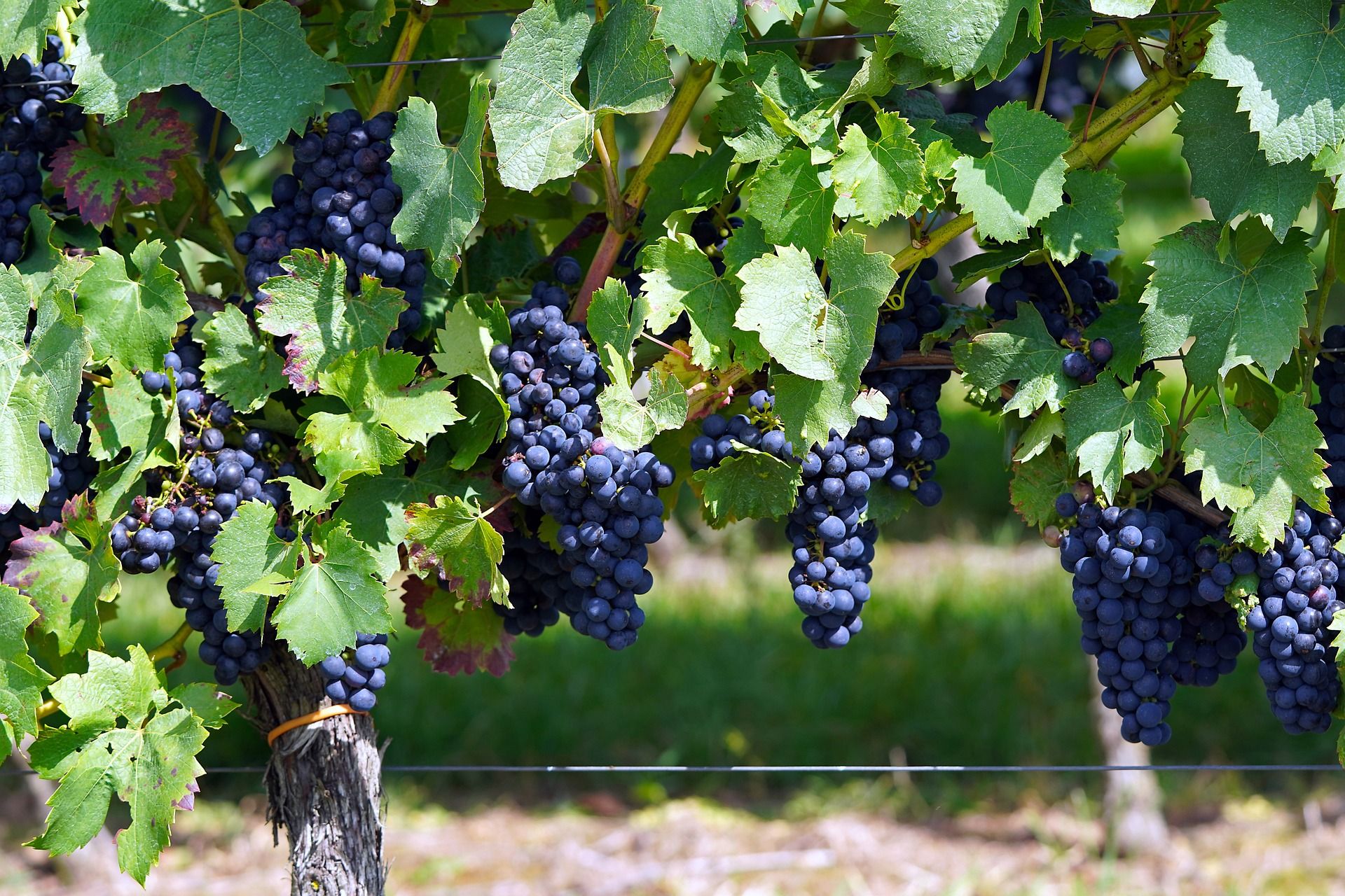 purple grapes vineyard