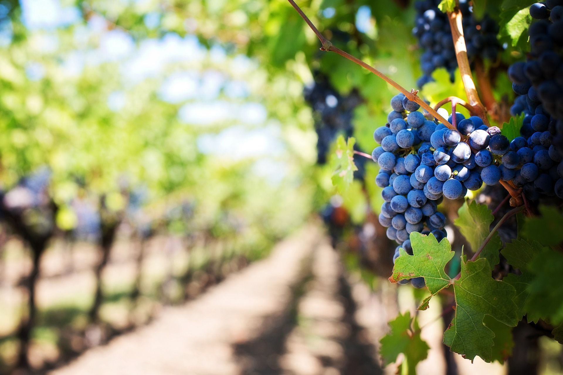 vineyard with purple grapevine