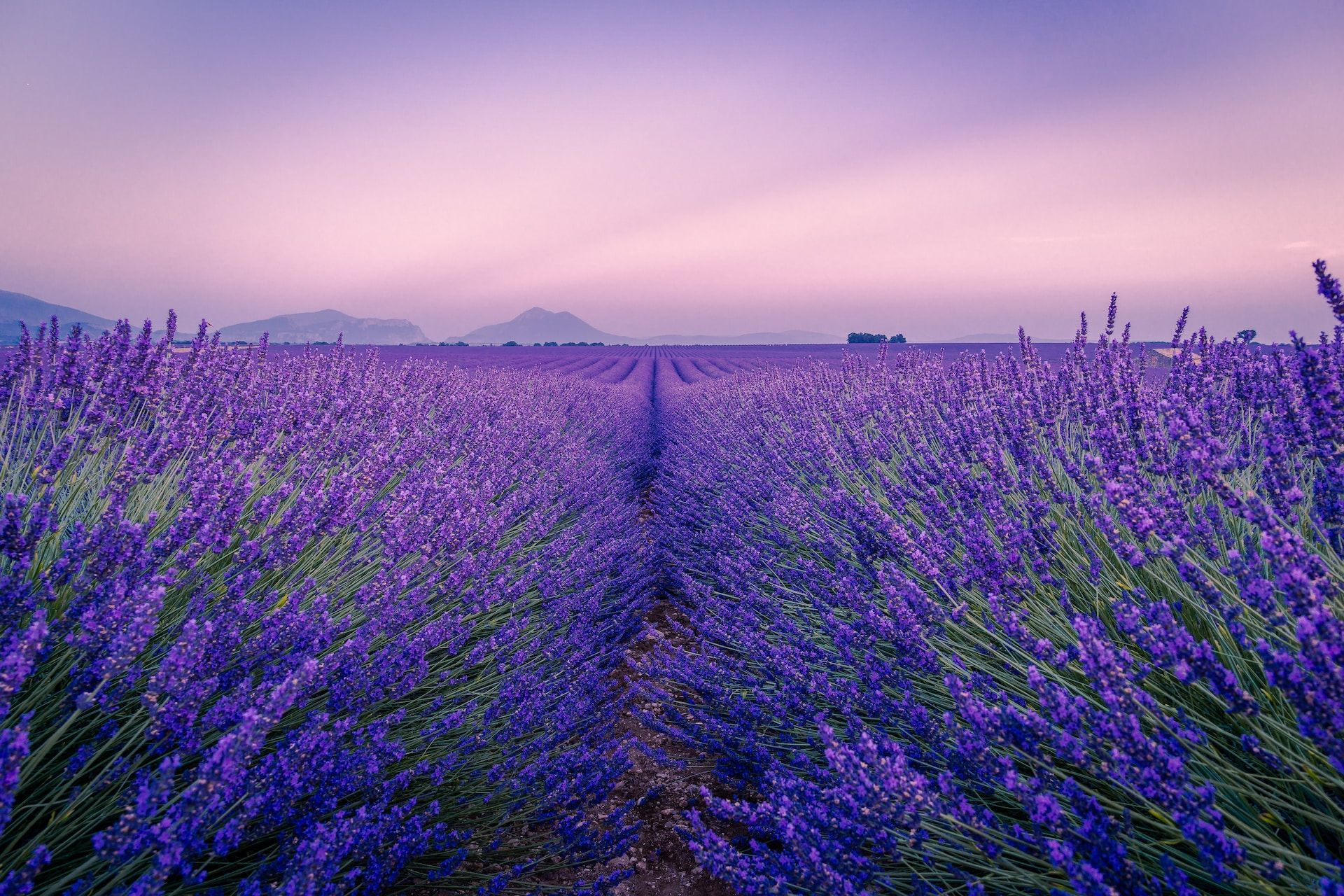 Une vue le soir sur les champs de lavande de Provence en pleine floraison en France