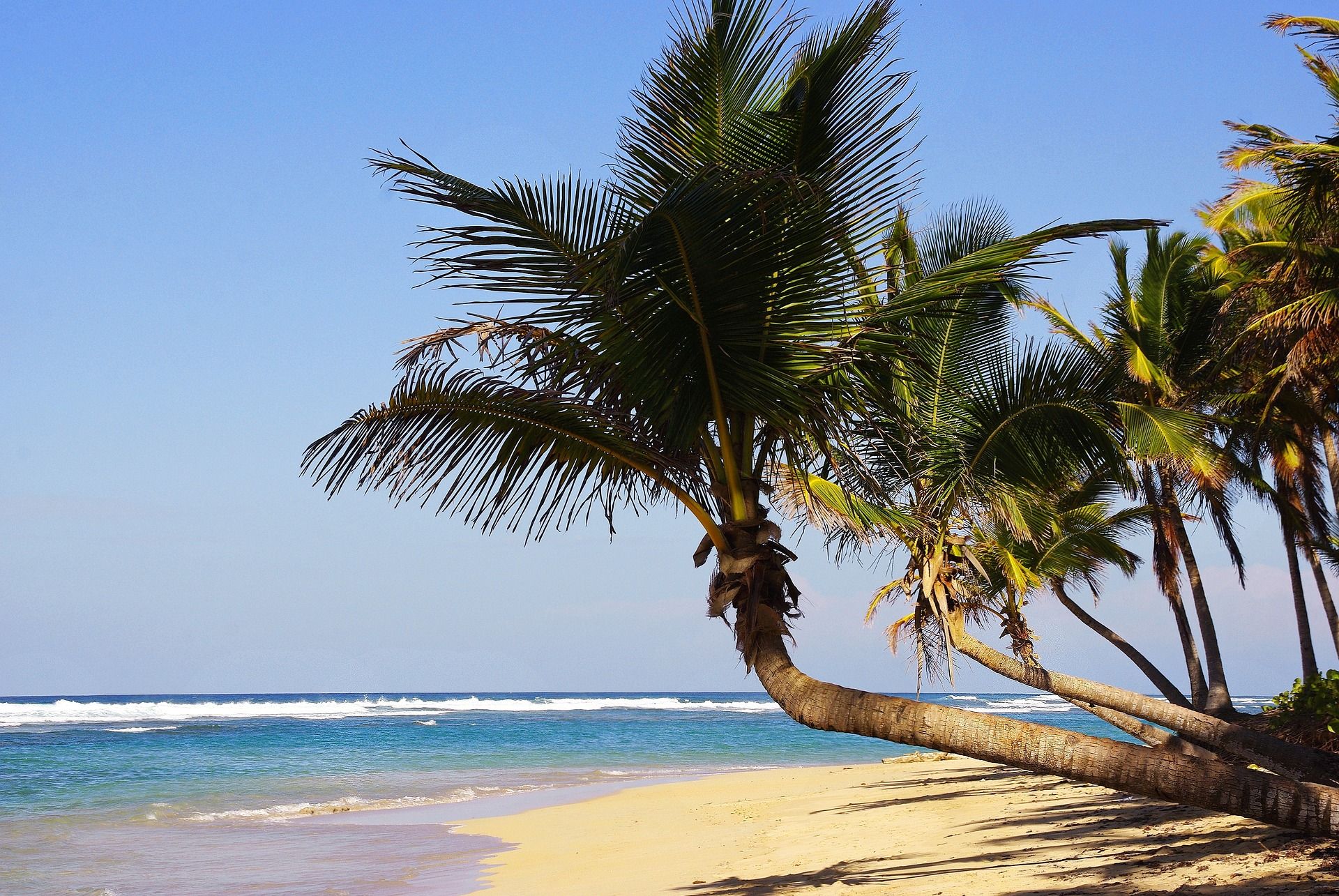 Palm trees on Bavaro Beach in Punta Cana 