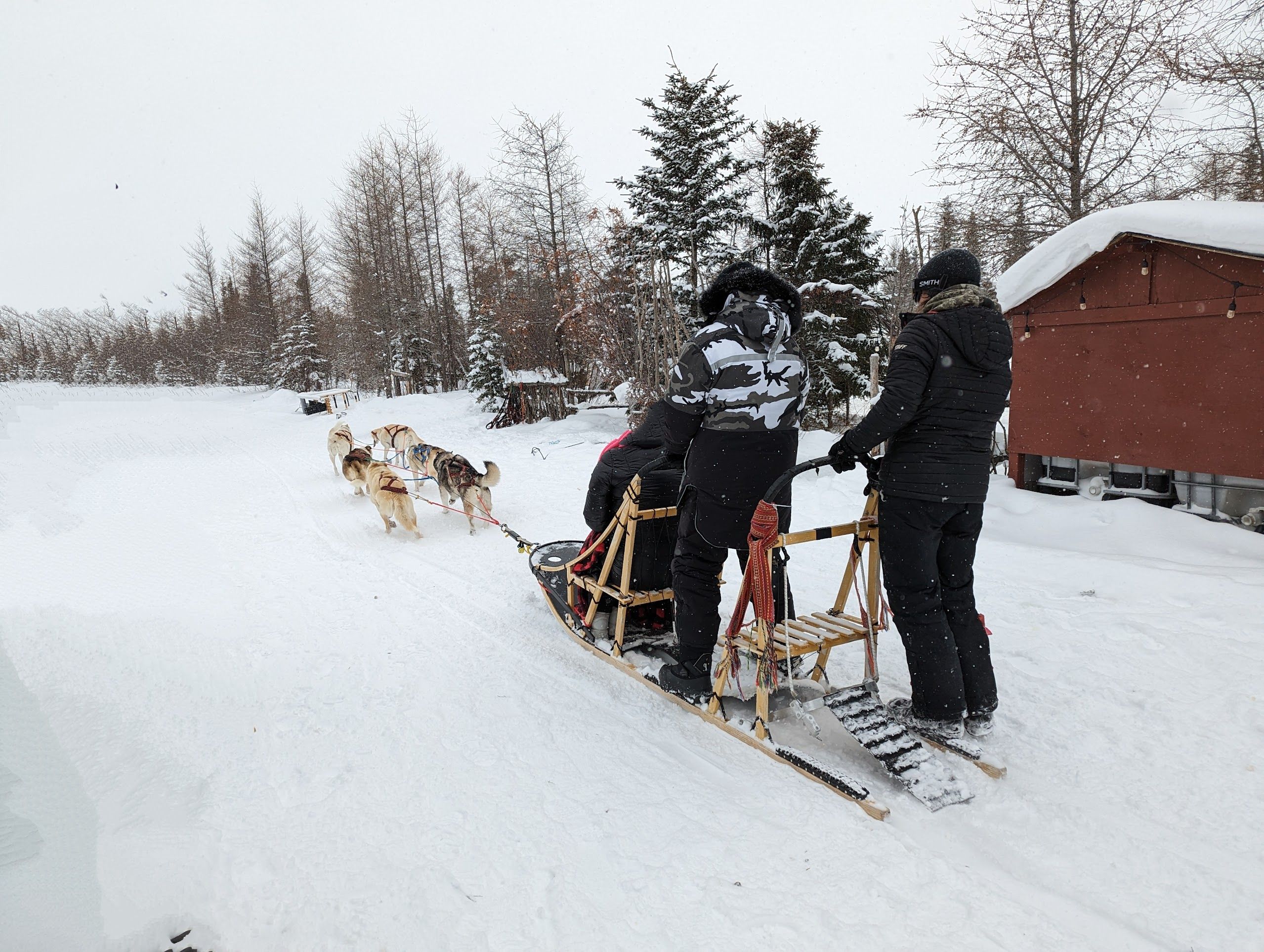 Dog sledding 