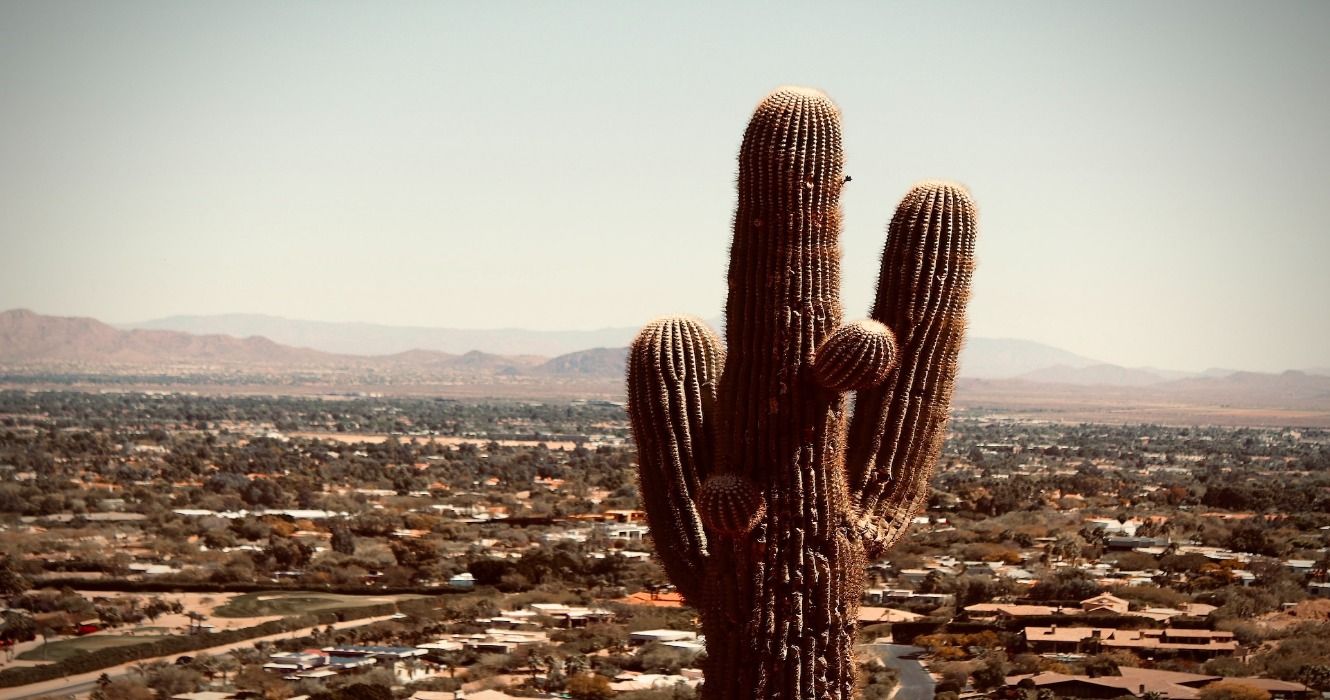 A cactus with landscapes in Phoenix, Arizona, in the background