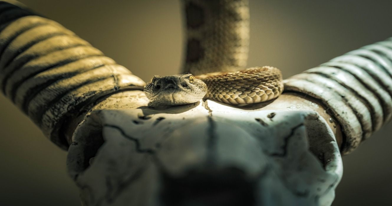 A Fascinating Look Into The World Of Venomous Reptiles