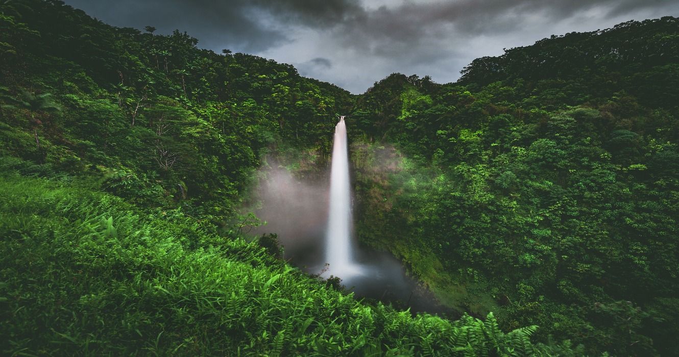 Flore et faune du parc d'État d'Akaka Falls : à la découverte de la ...