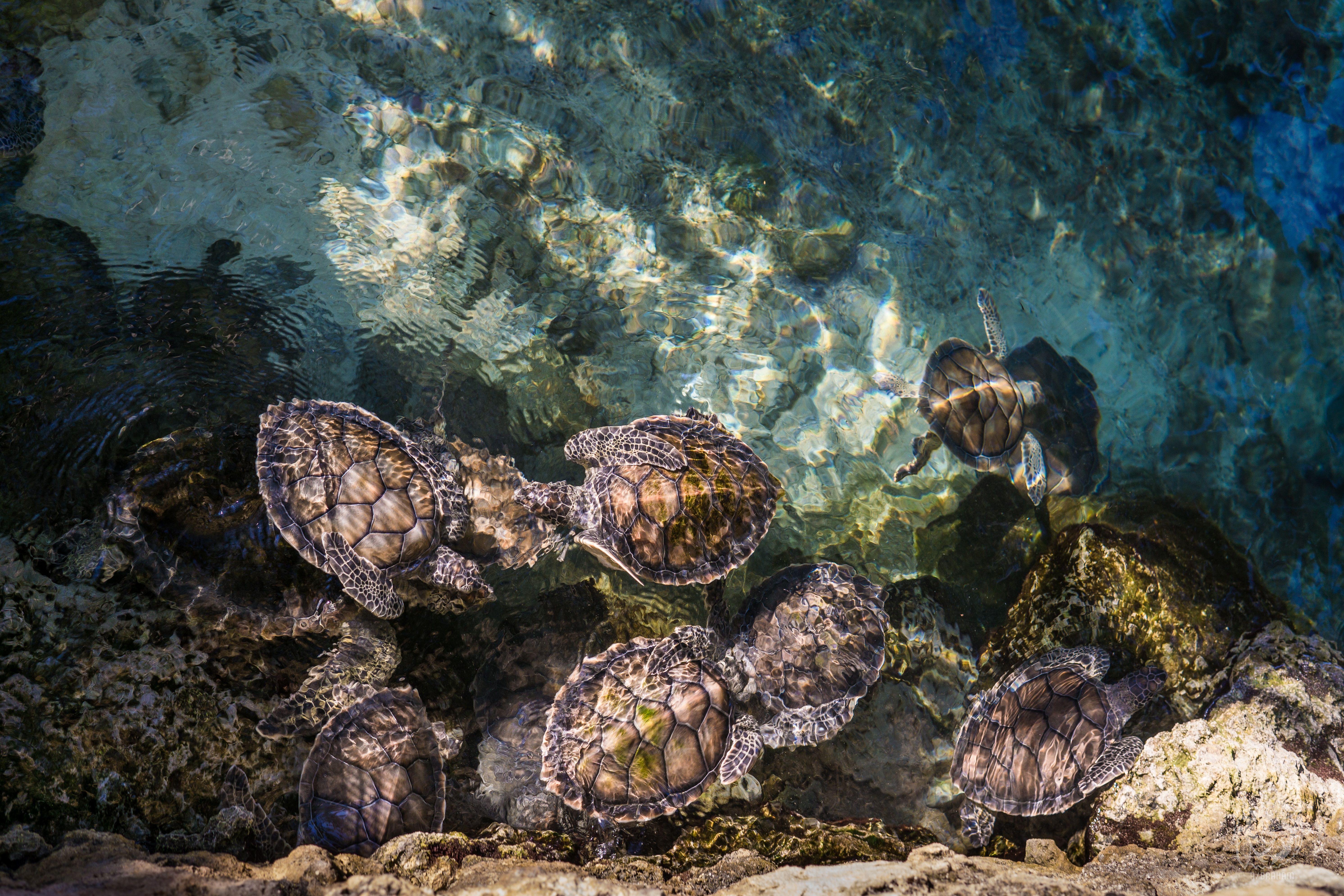 Turtles at Xcaret Park in Playa del Carmen 