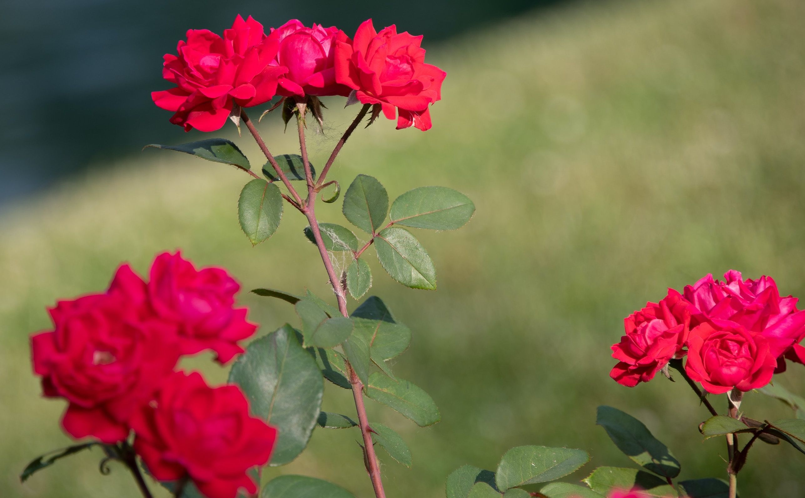 Red Rose Bushes at a Park