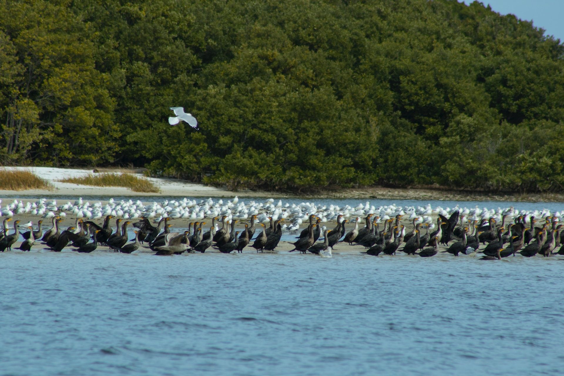 Birds flocking in the water at Cedar Key, Florida, USA