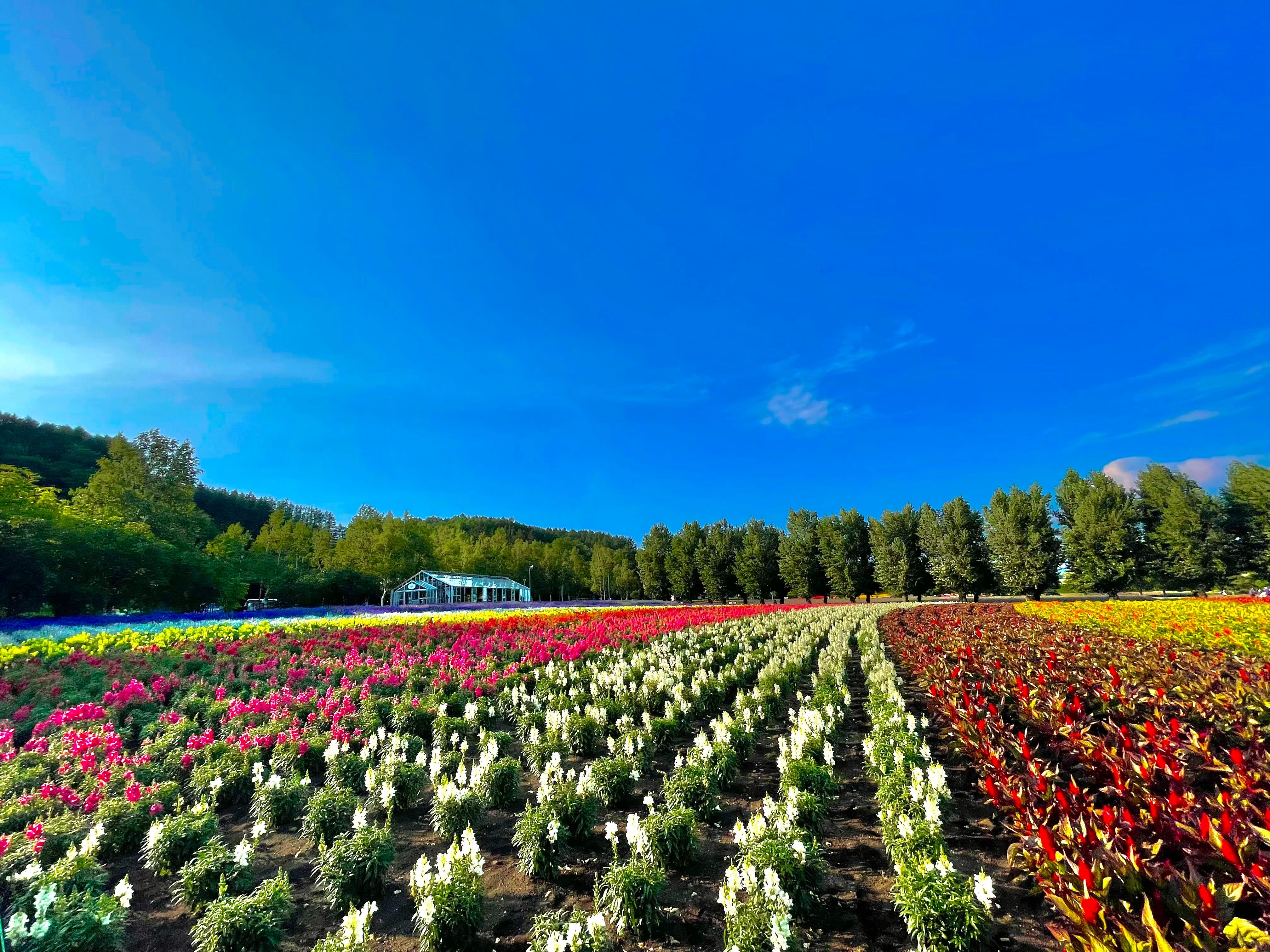 Amplo campo de flores coloridas 