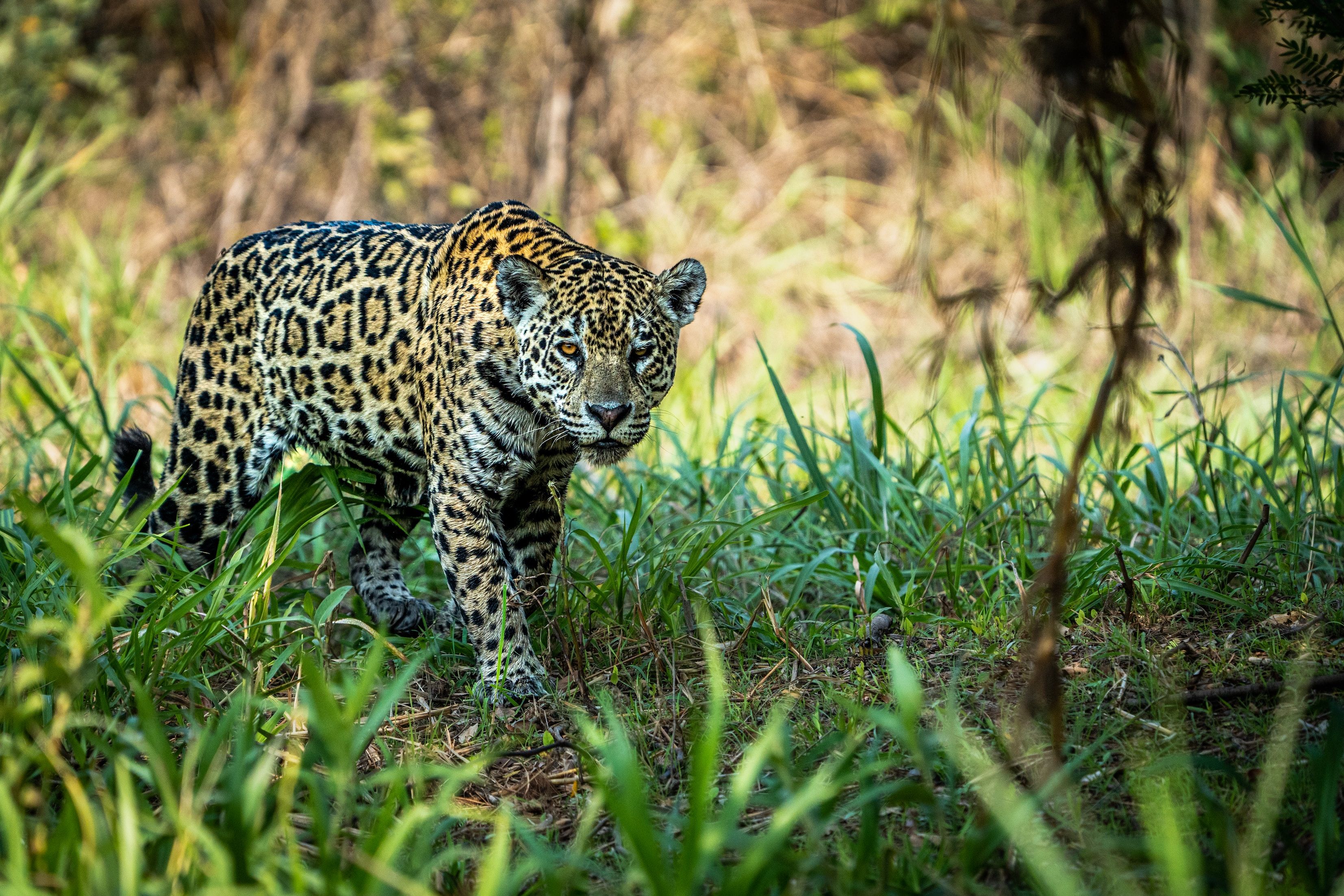 A Jaguar in the Pantanal, Pantanal, Poconé, State of Mato Grosso, Brazil
