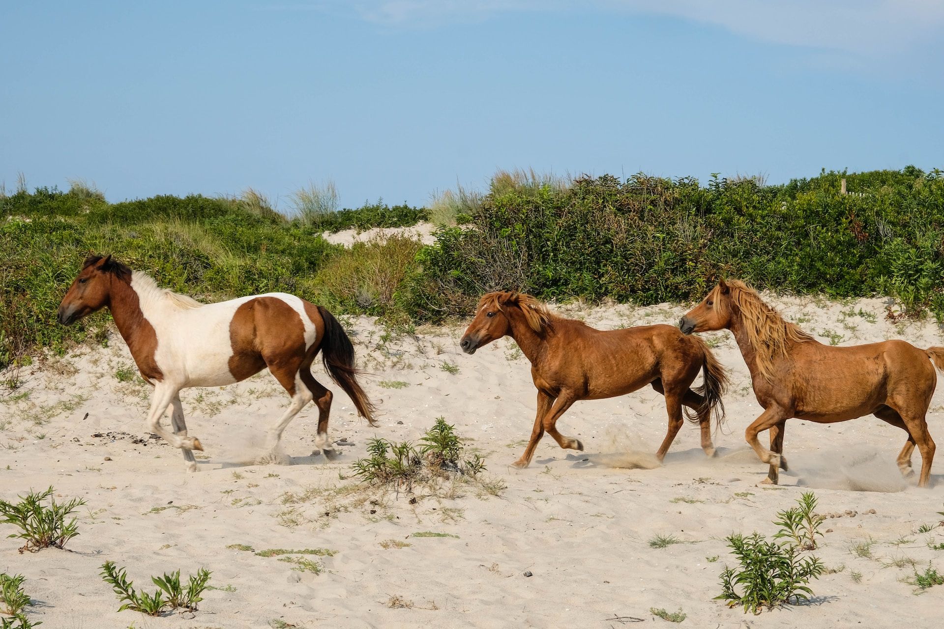 Wild horses on nearby Assateague Island
