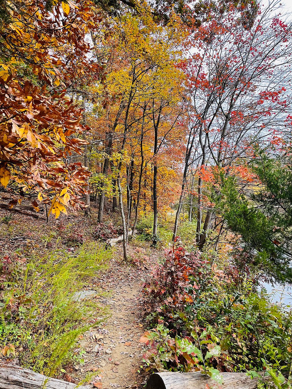 Seneca Creek State Park foliage, USA