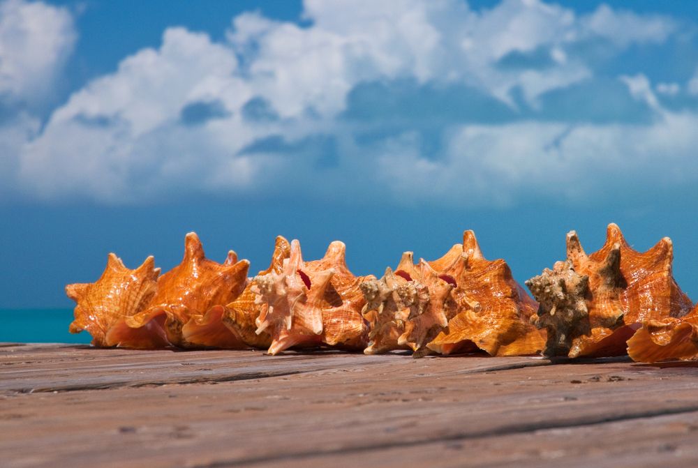 Freshly caught conch shells on a pier at Grace Bay in Providenciales