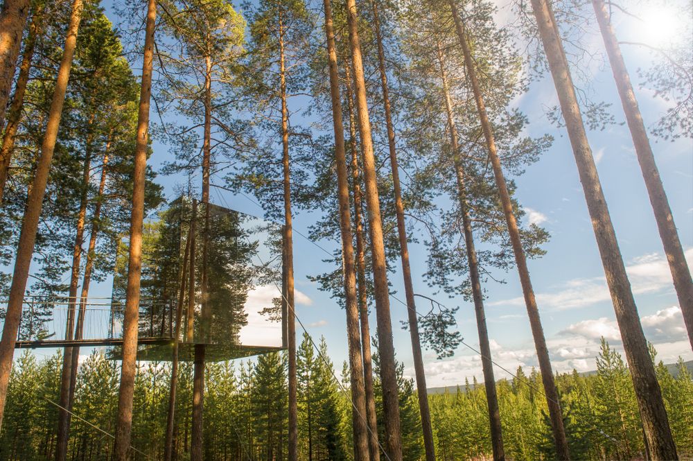 A suite of the Treehotel camouflaged in the Sweden forest