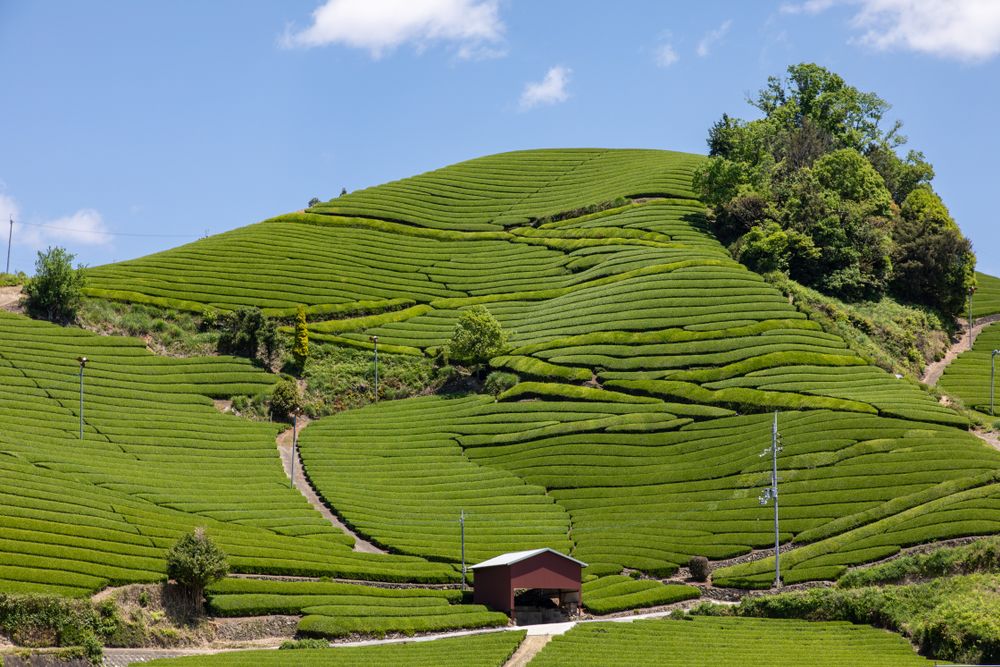 Wazuka, Japan