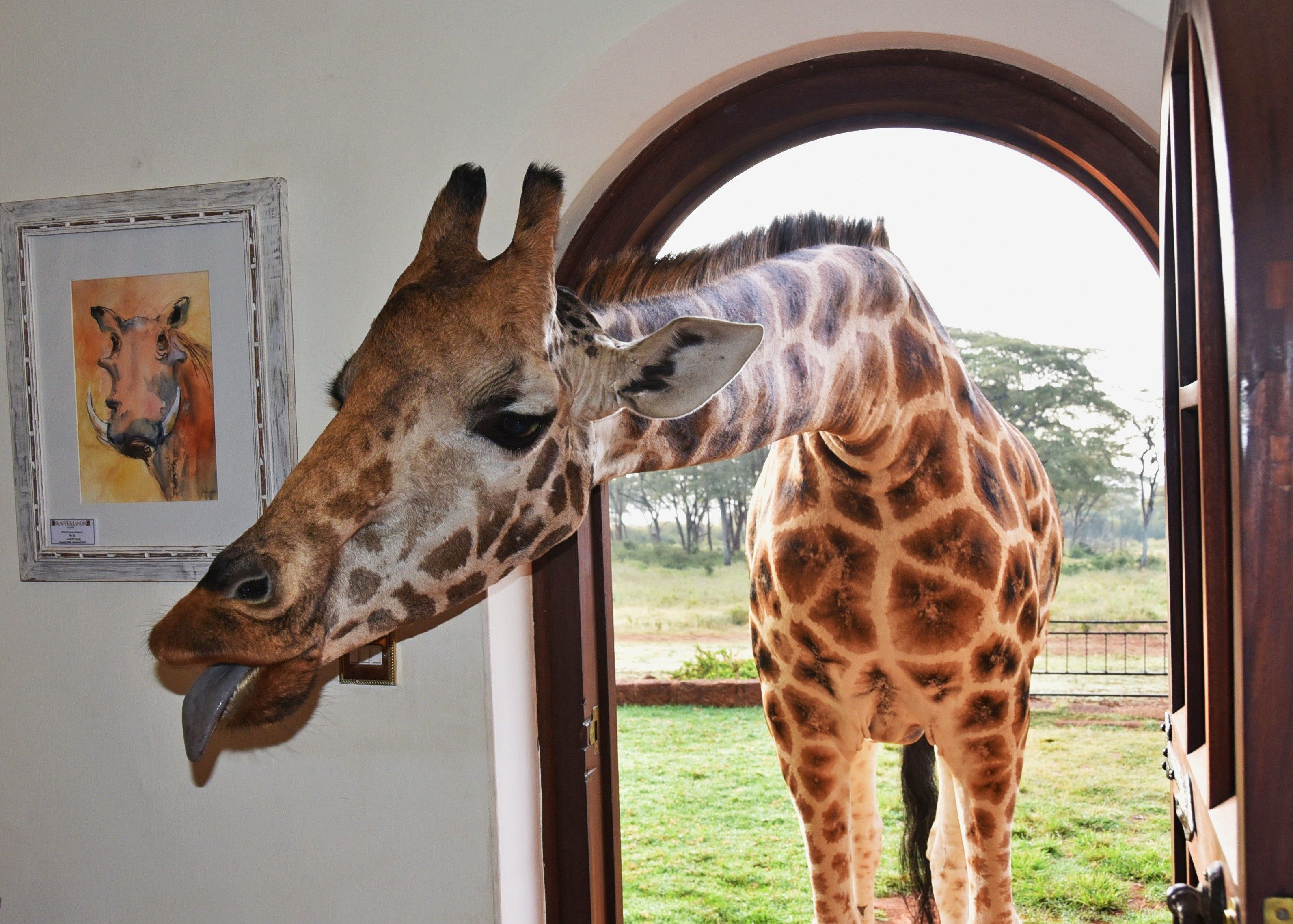 Going On A Safari? Tick These 10 Popular African Animals Off The Bucket ...