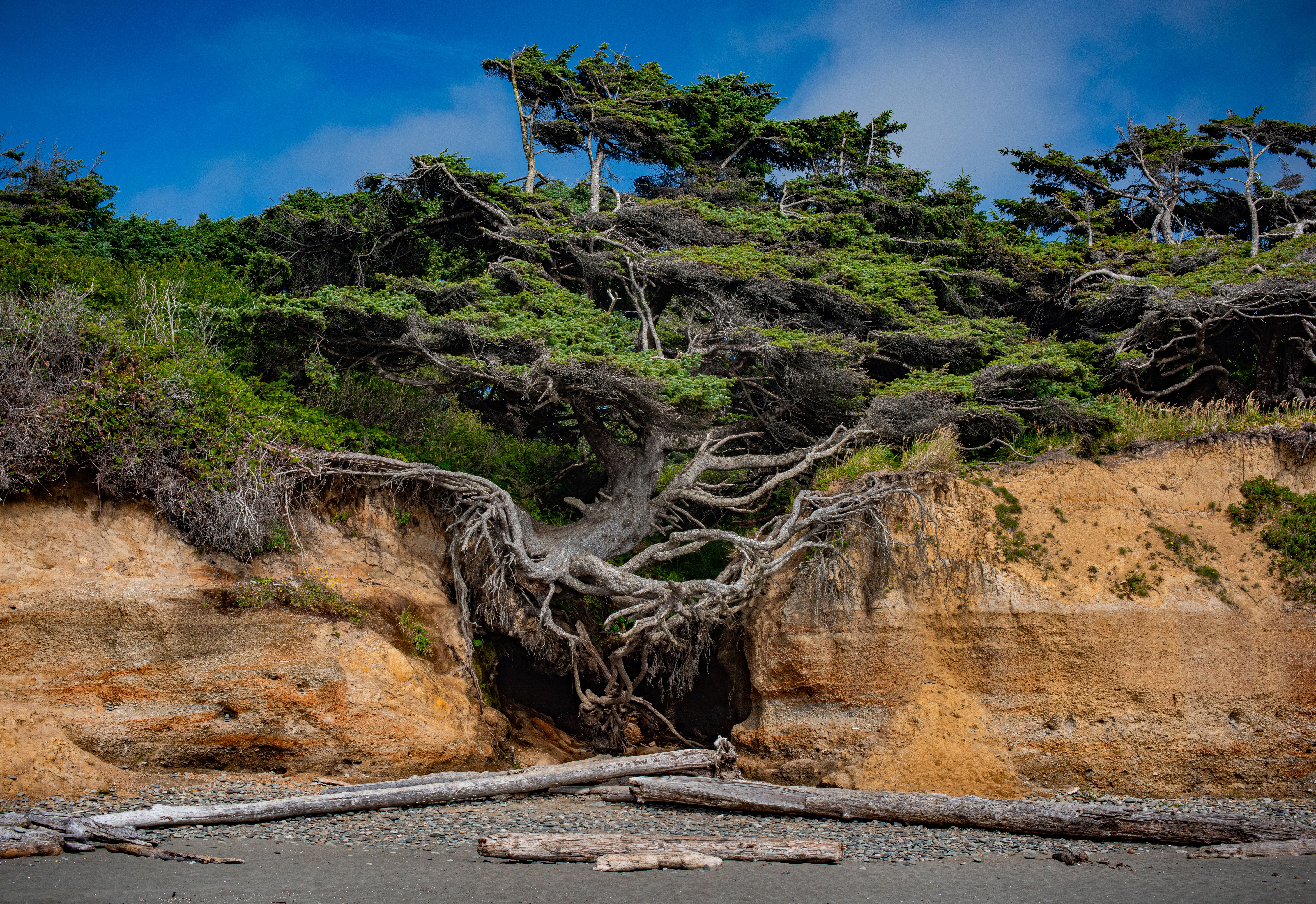 The exposed roots of the Kalaloch Tree creating a cave, Washington