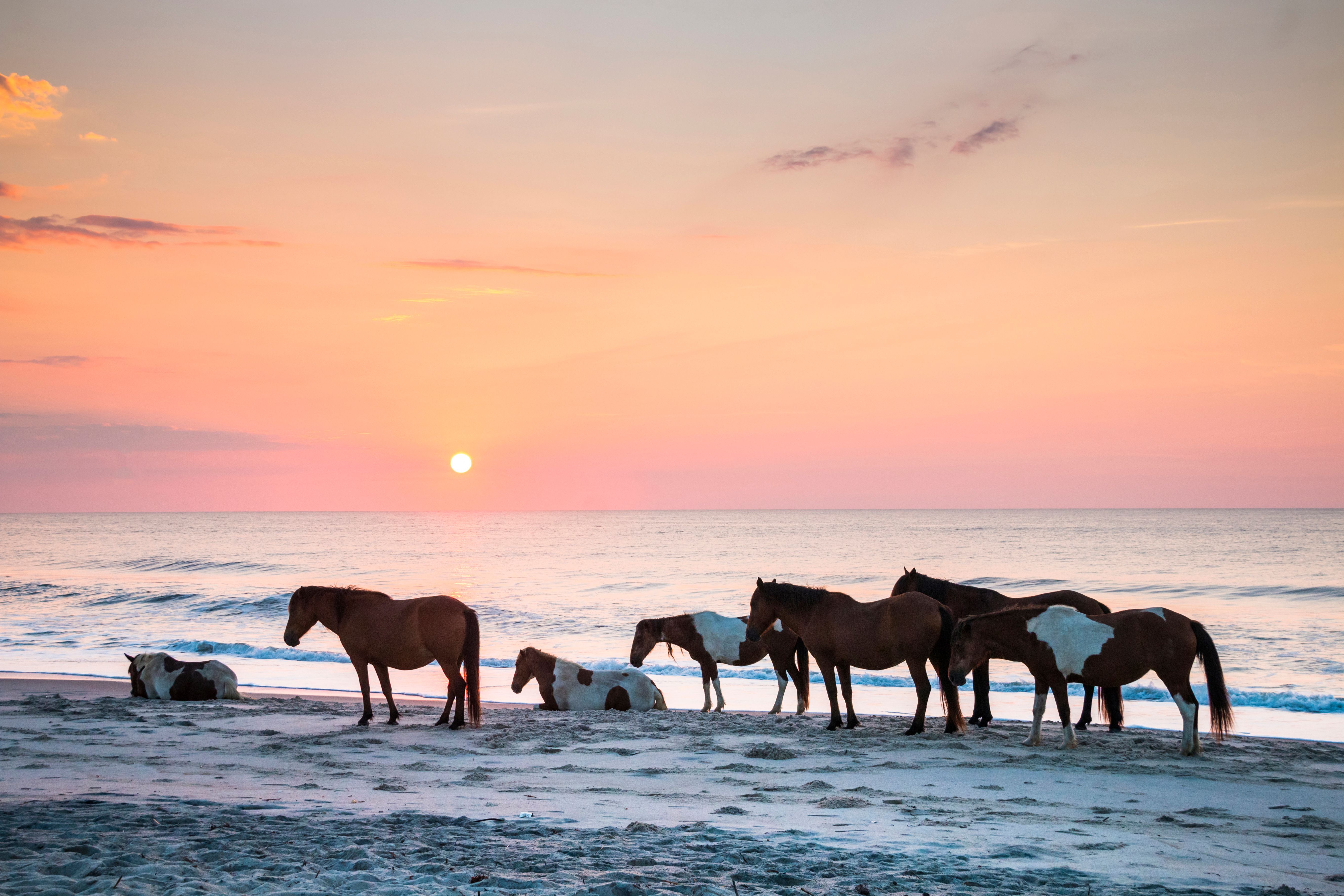 Horses at Assateague Island National Seashore at sunset