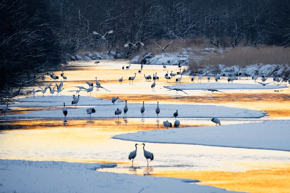 Tsurui, Japan