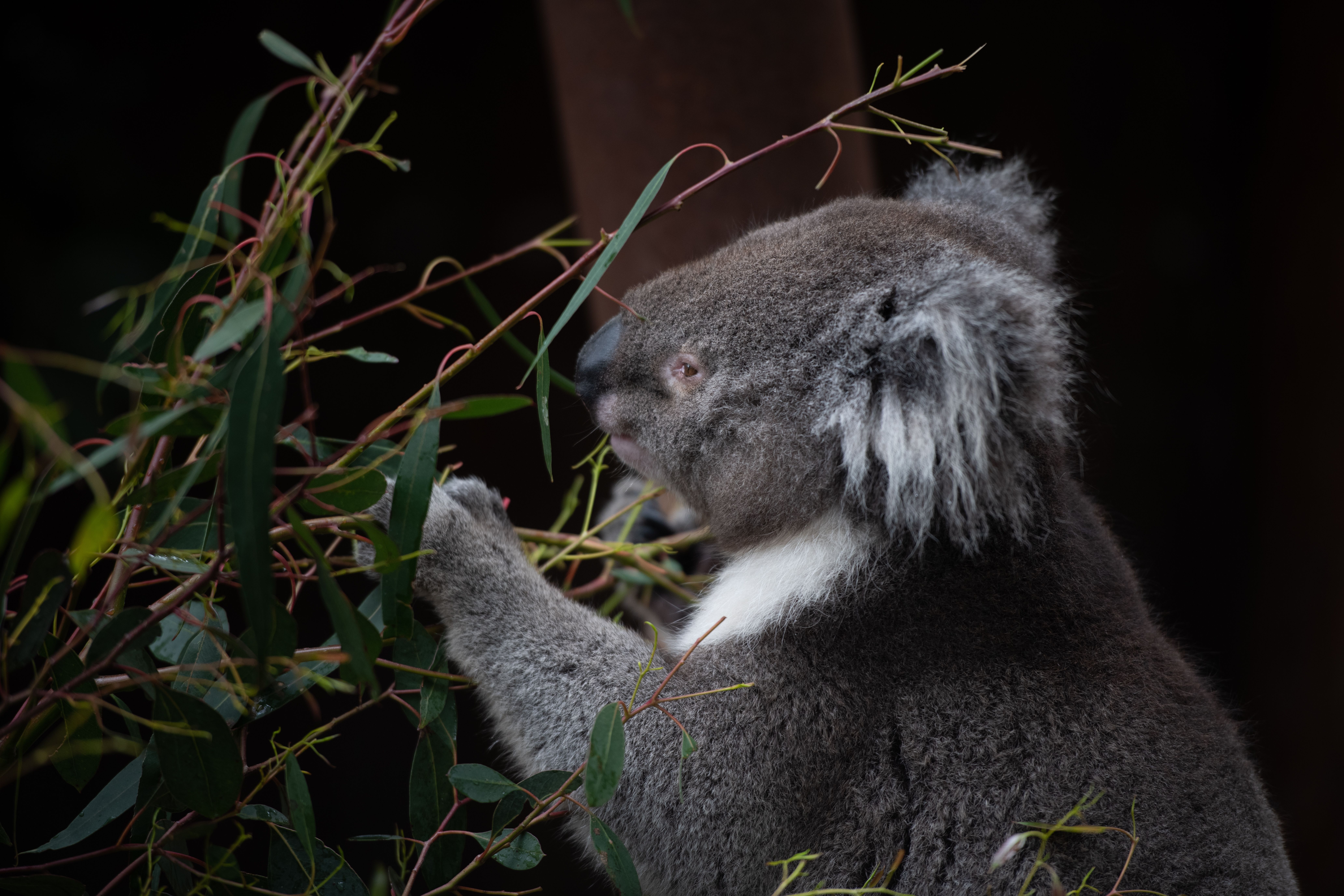 Koala at Gumbaya World in Victoria