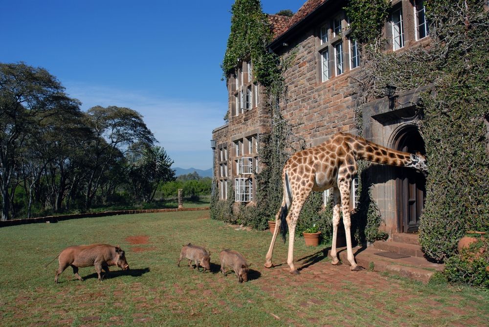 A giraffe and warthogs outside Giraffe Manor, Kenya