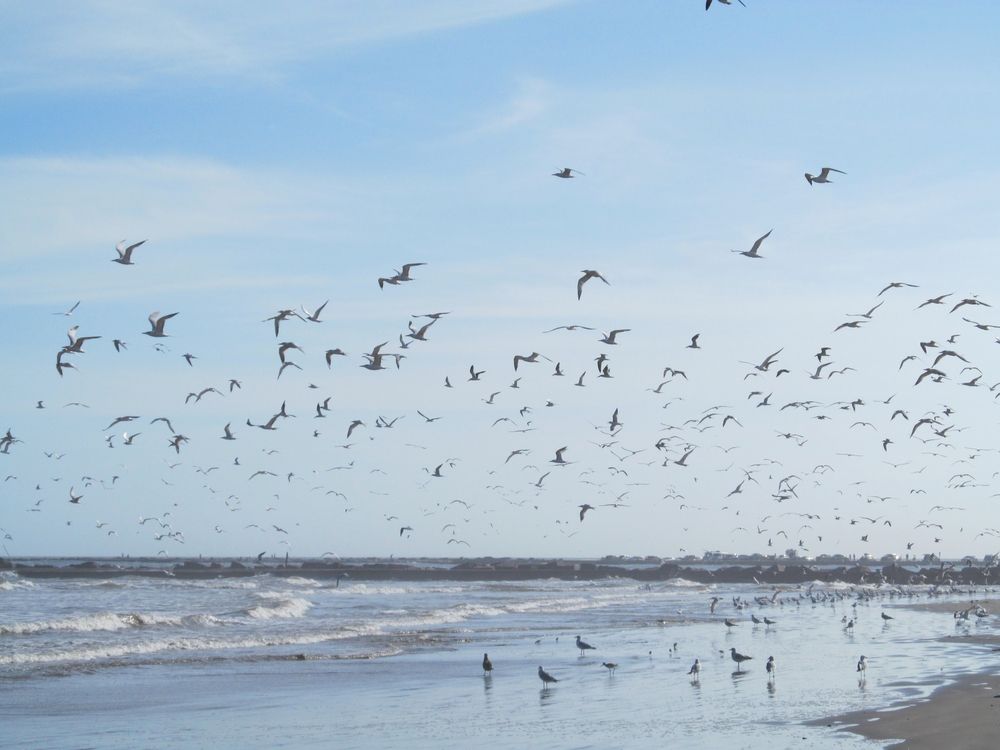Sea birds flying over San Jose Island, Texas
