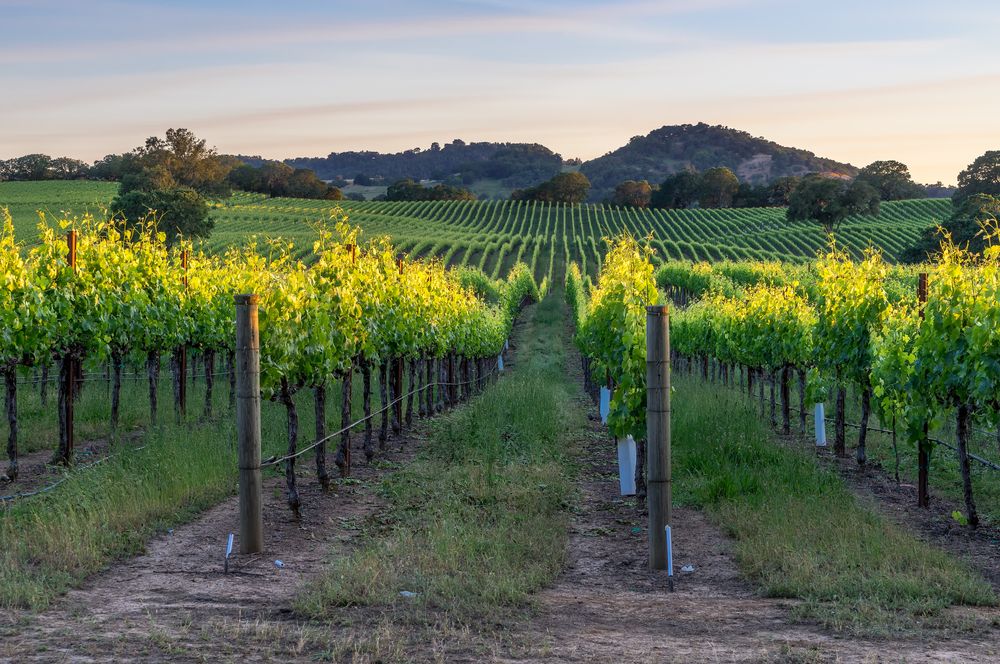 Vineyard in Healdsburg, California