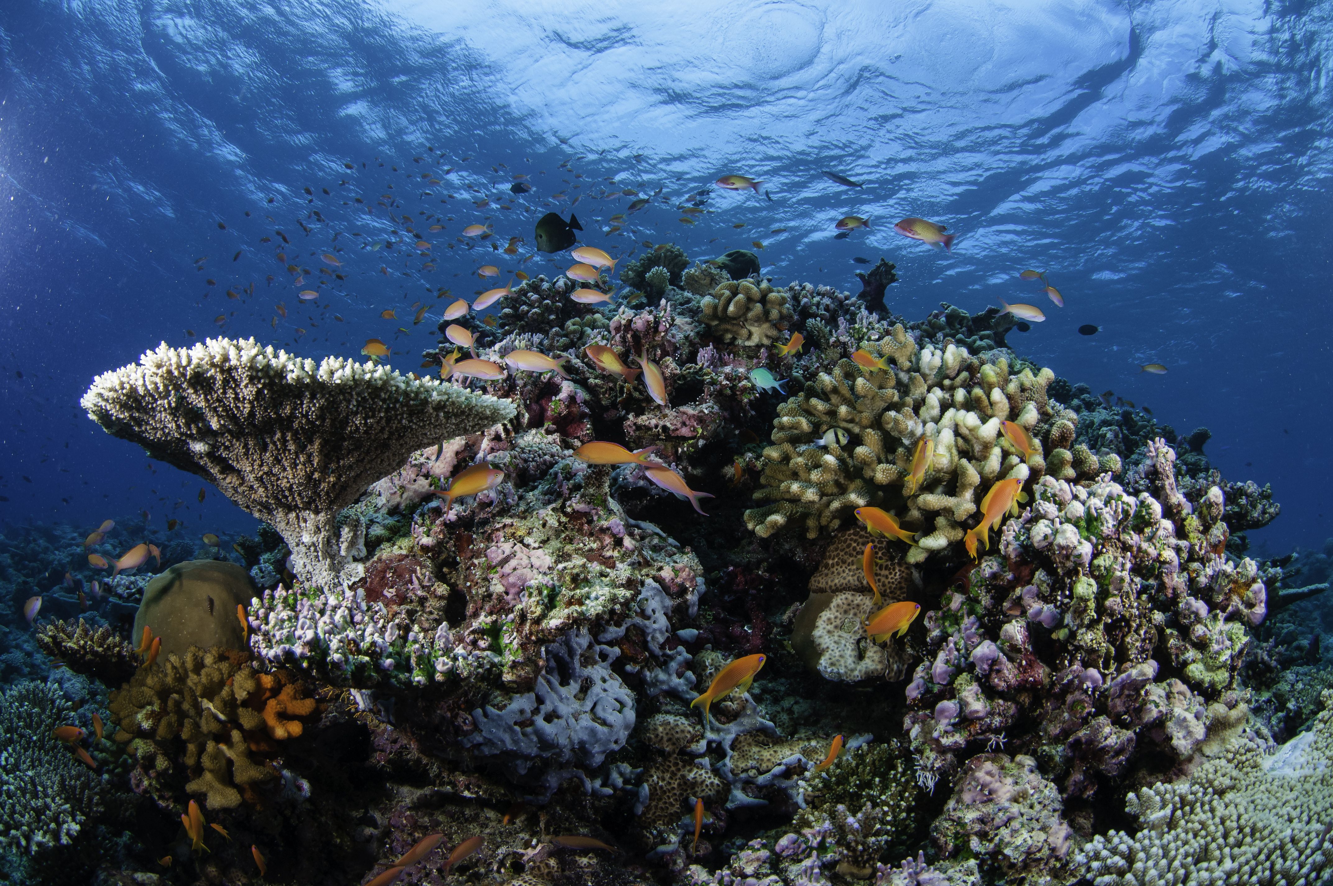 coral reef in the ocean