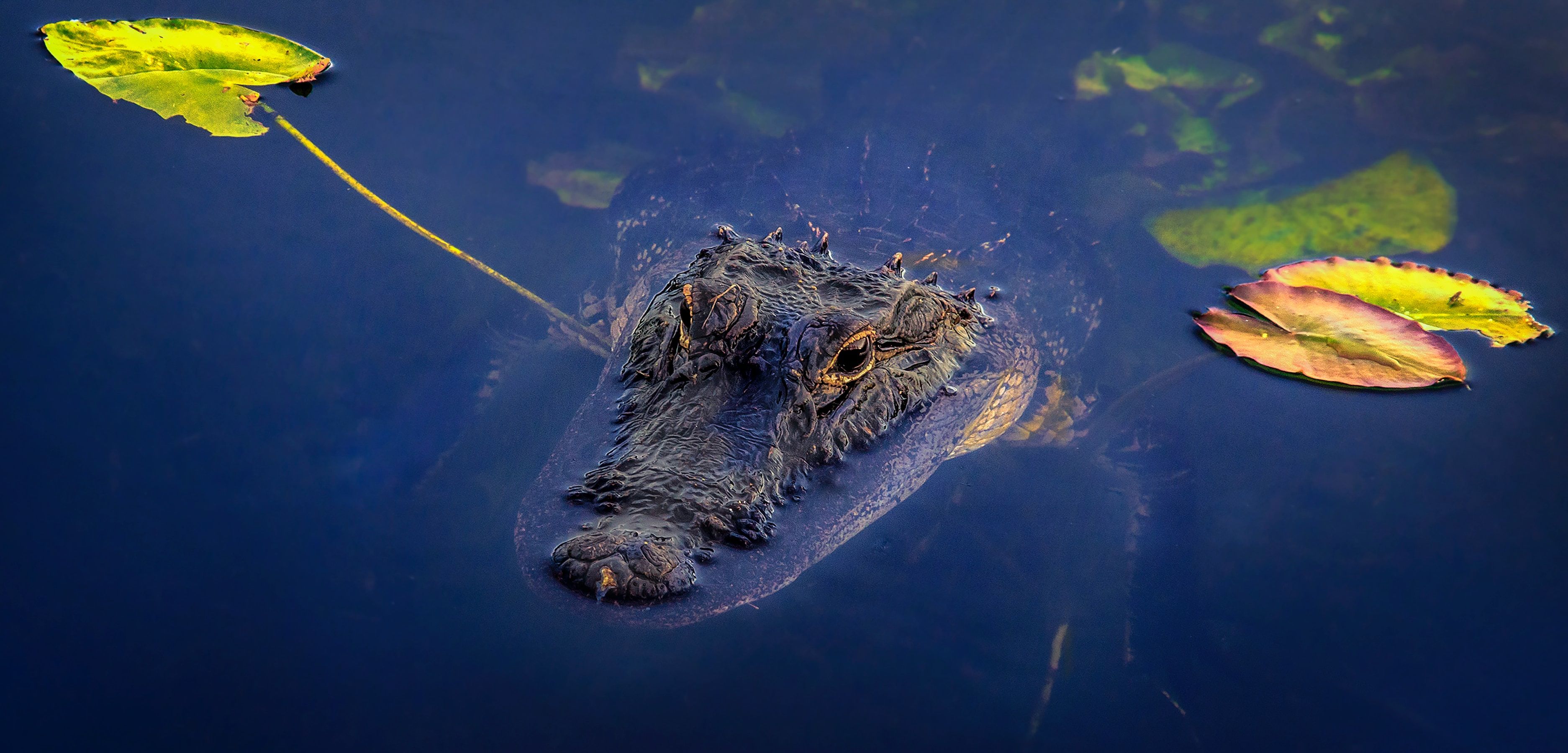 Top of an alligator's head emerging from water 