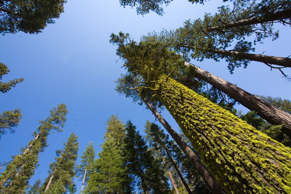 Sugar Pines In Yosemite National Park