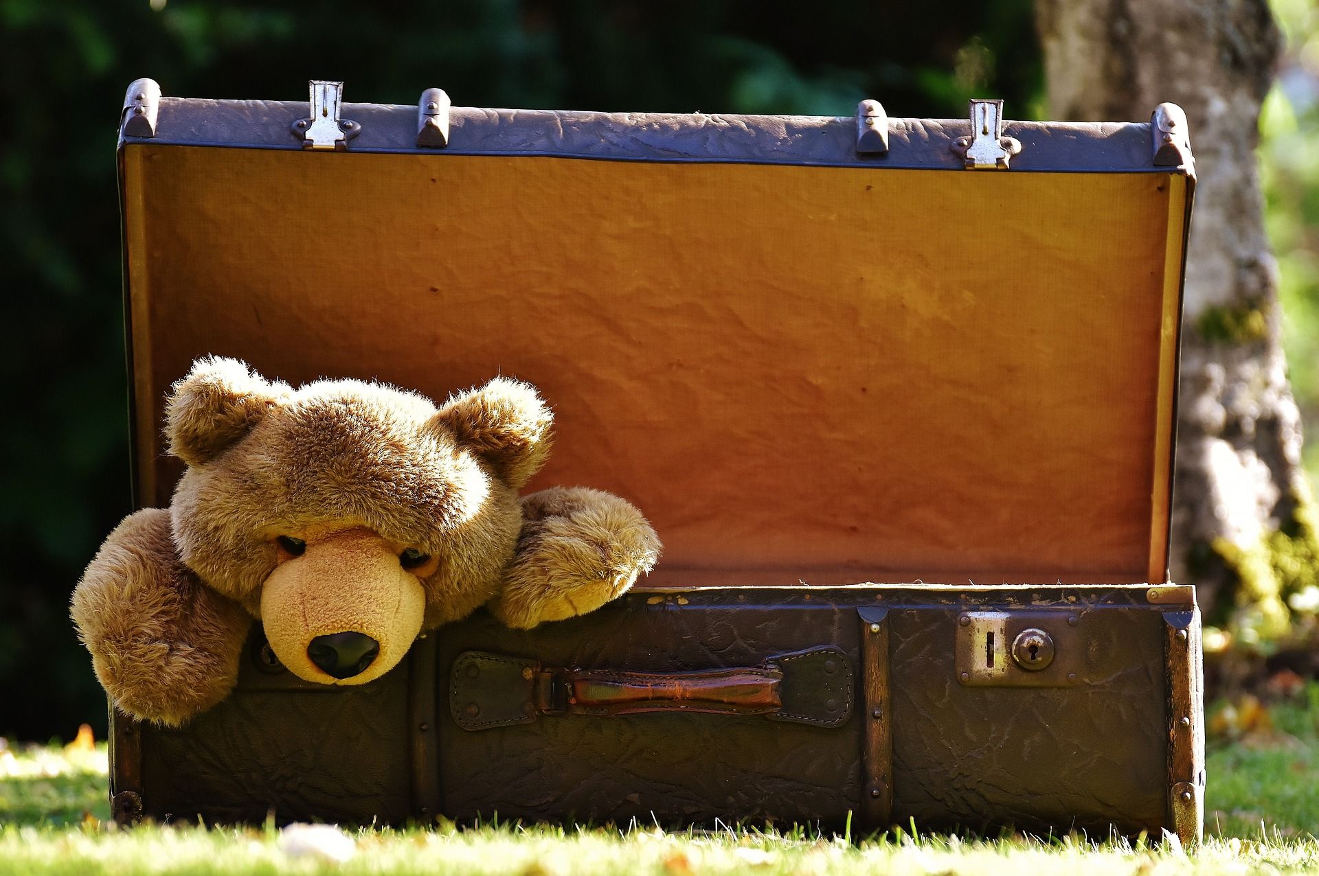 Teddy bear in a suitcase