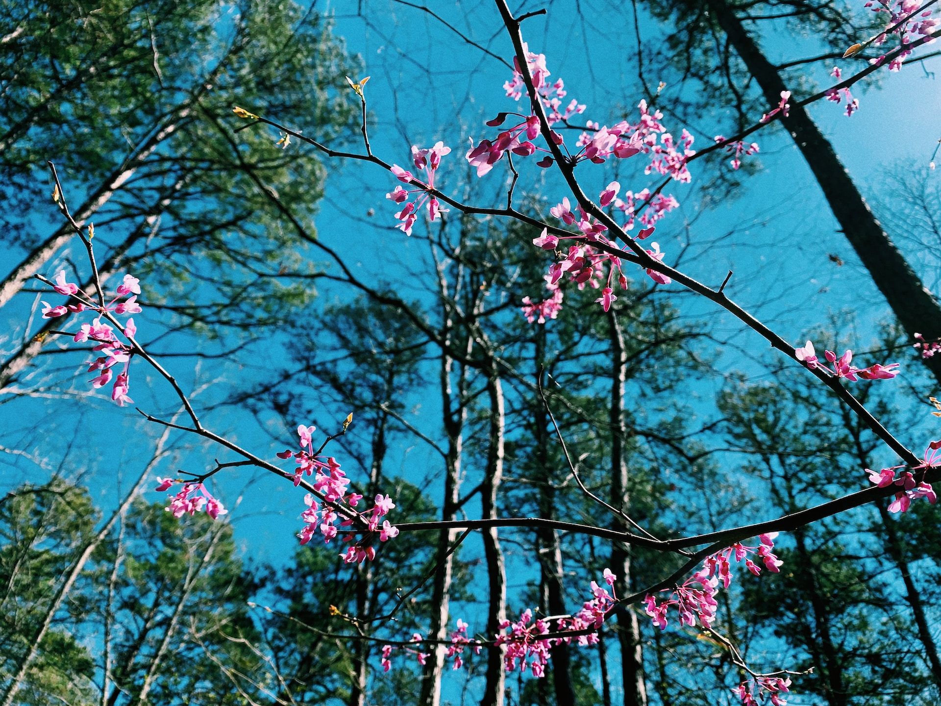 Flowering trees at Allegany State Park