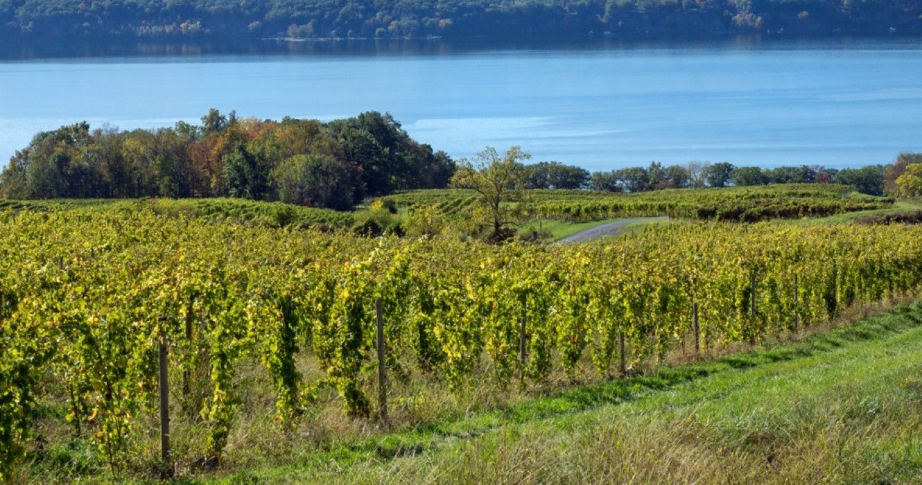Vineyards along Seneca Lake, New York