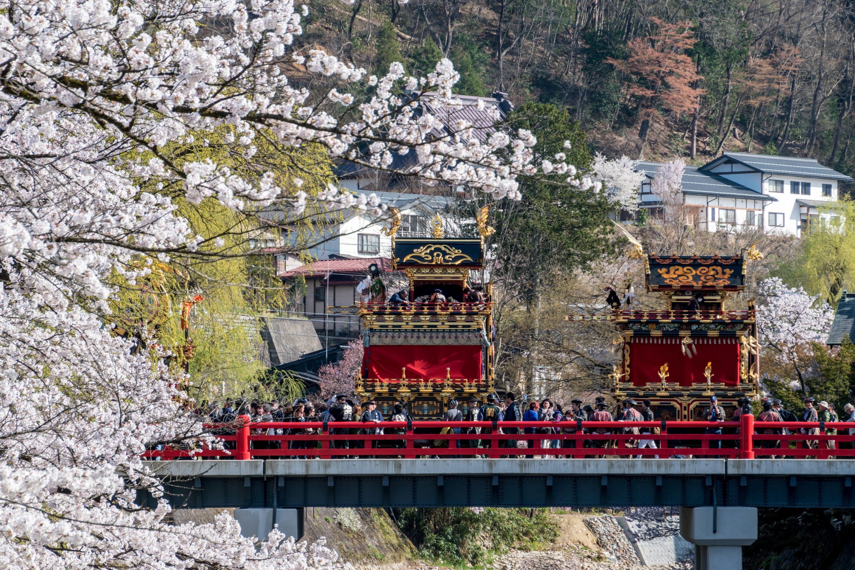 Red bridge in Takayama surrounded by pink cherry blossoms 
