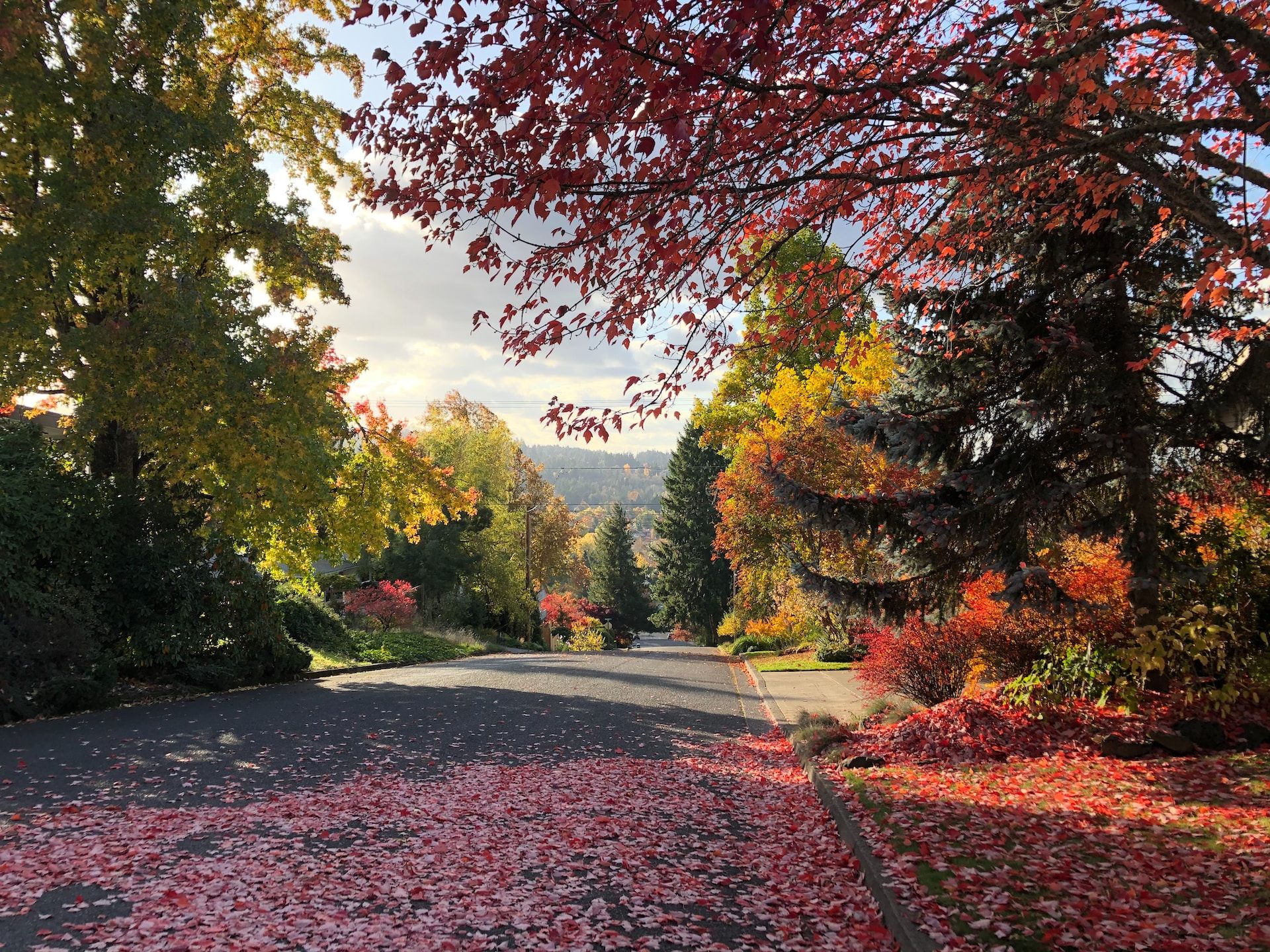 A street in Eugene during autumn