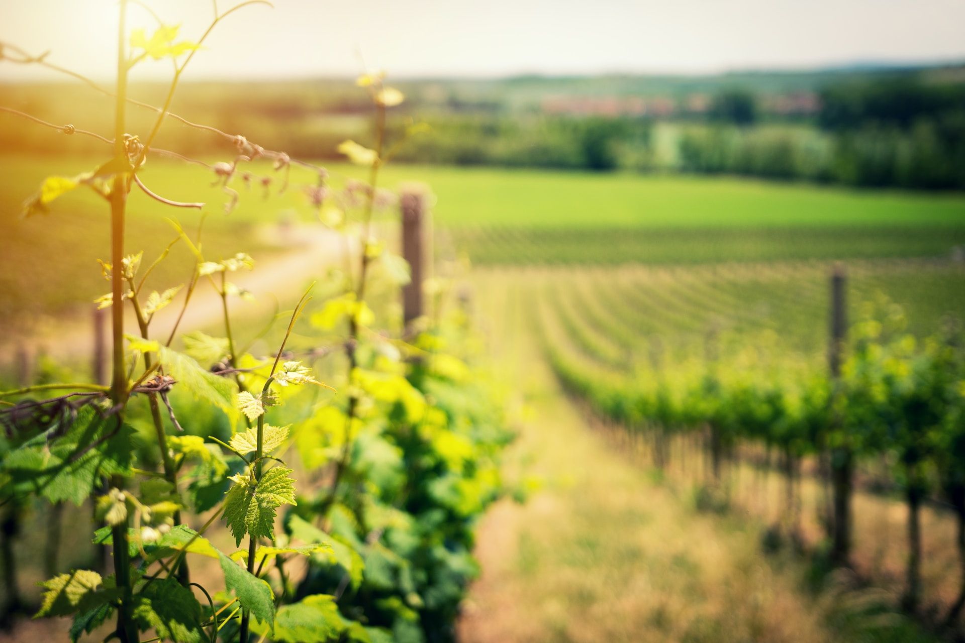 An artistic photo of a beautiful vineyard with grape vines on a sunny day