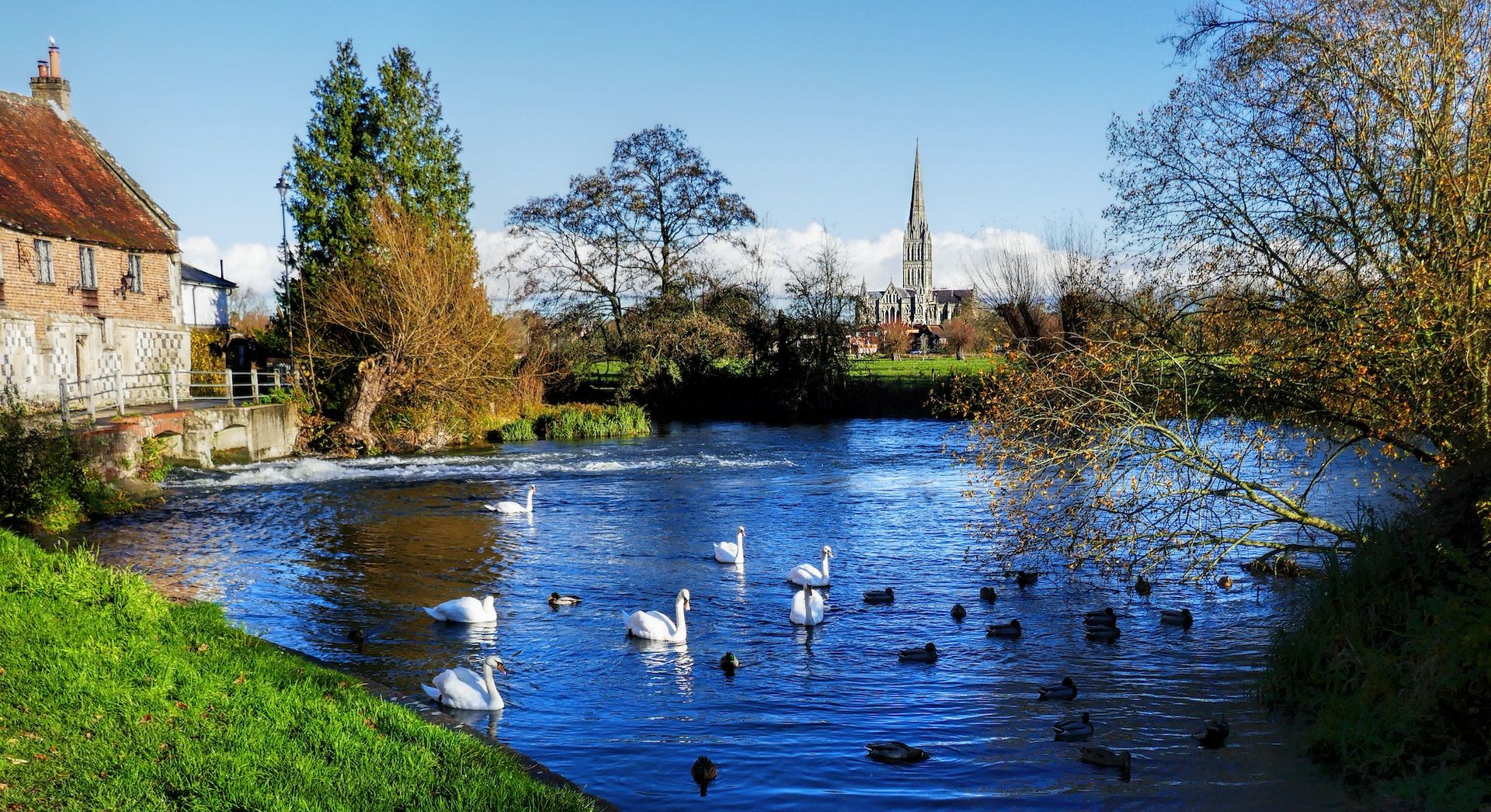 A pond with swans in front of the Salisbury Cathedral