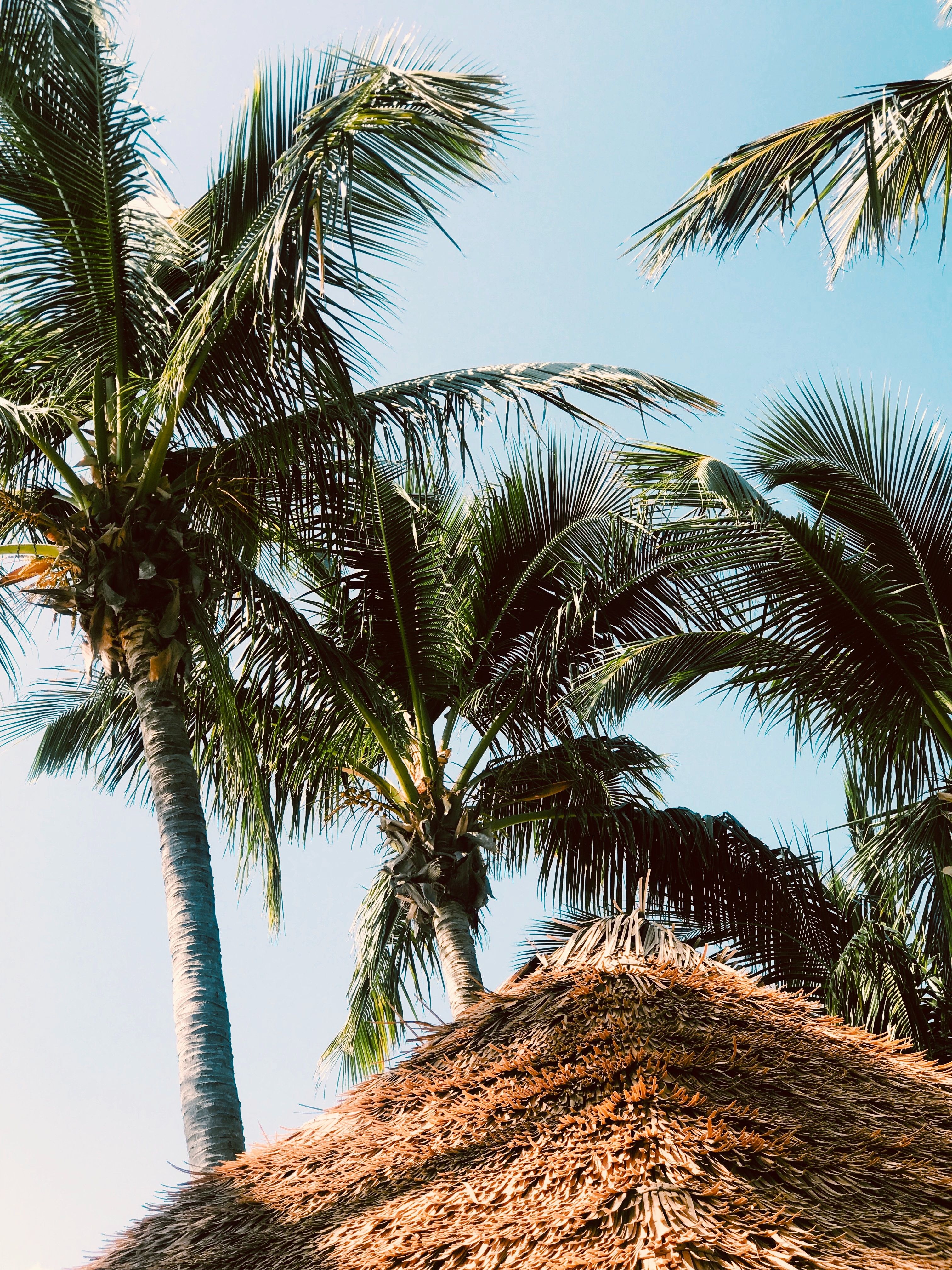 Bimini Palm Tree