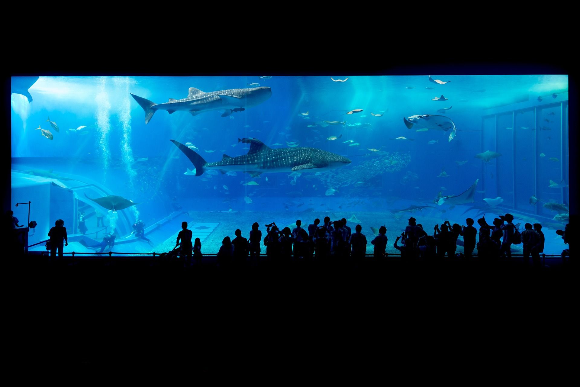 People watching the whale sharks at the Okinawa Churaumi Aquarium